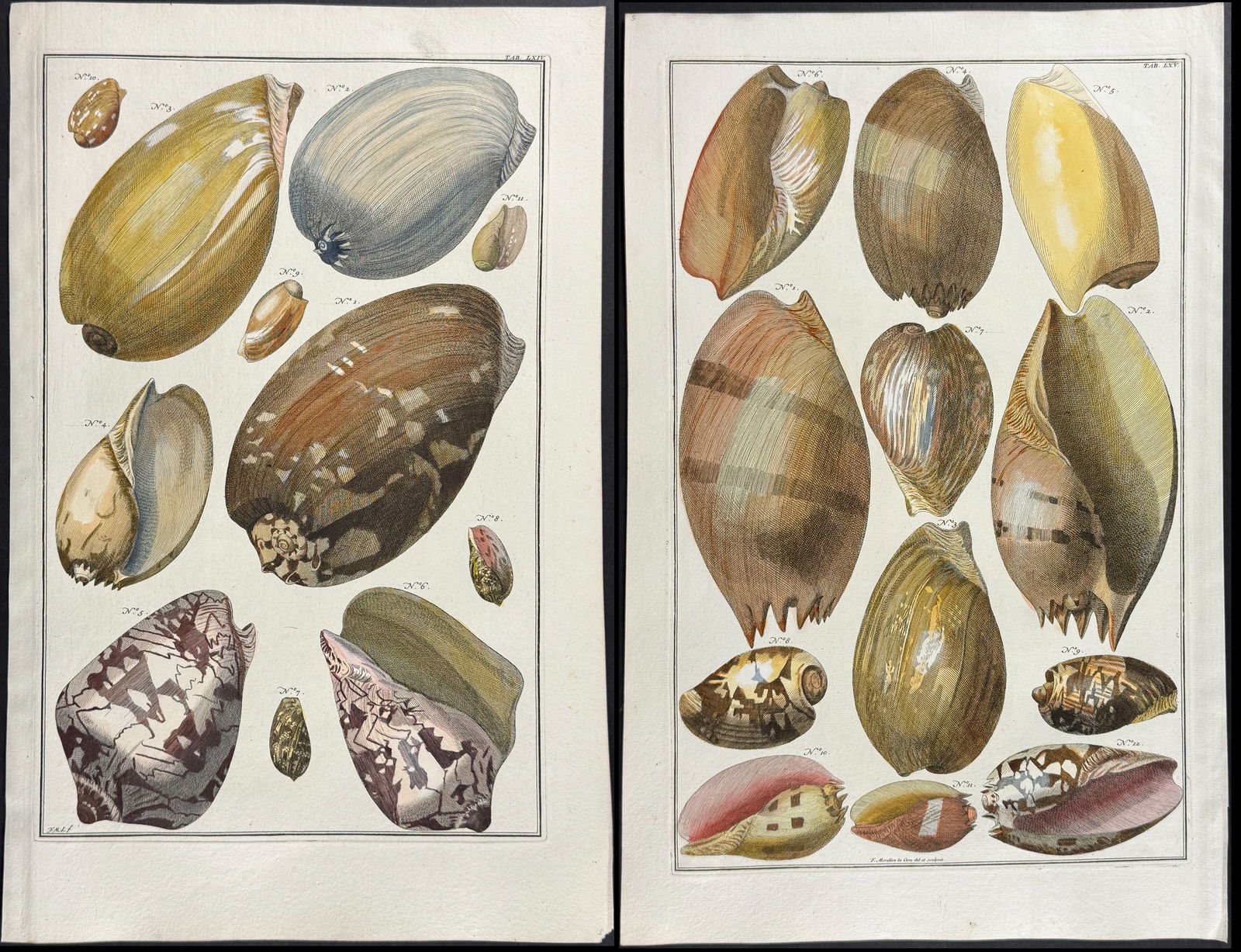Seba - Pair of Shell Engravings (1 of 3)