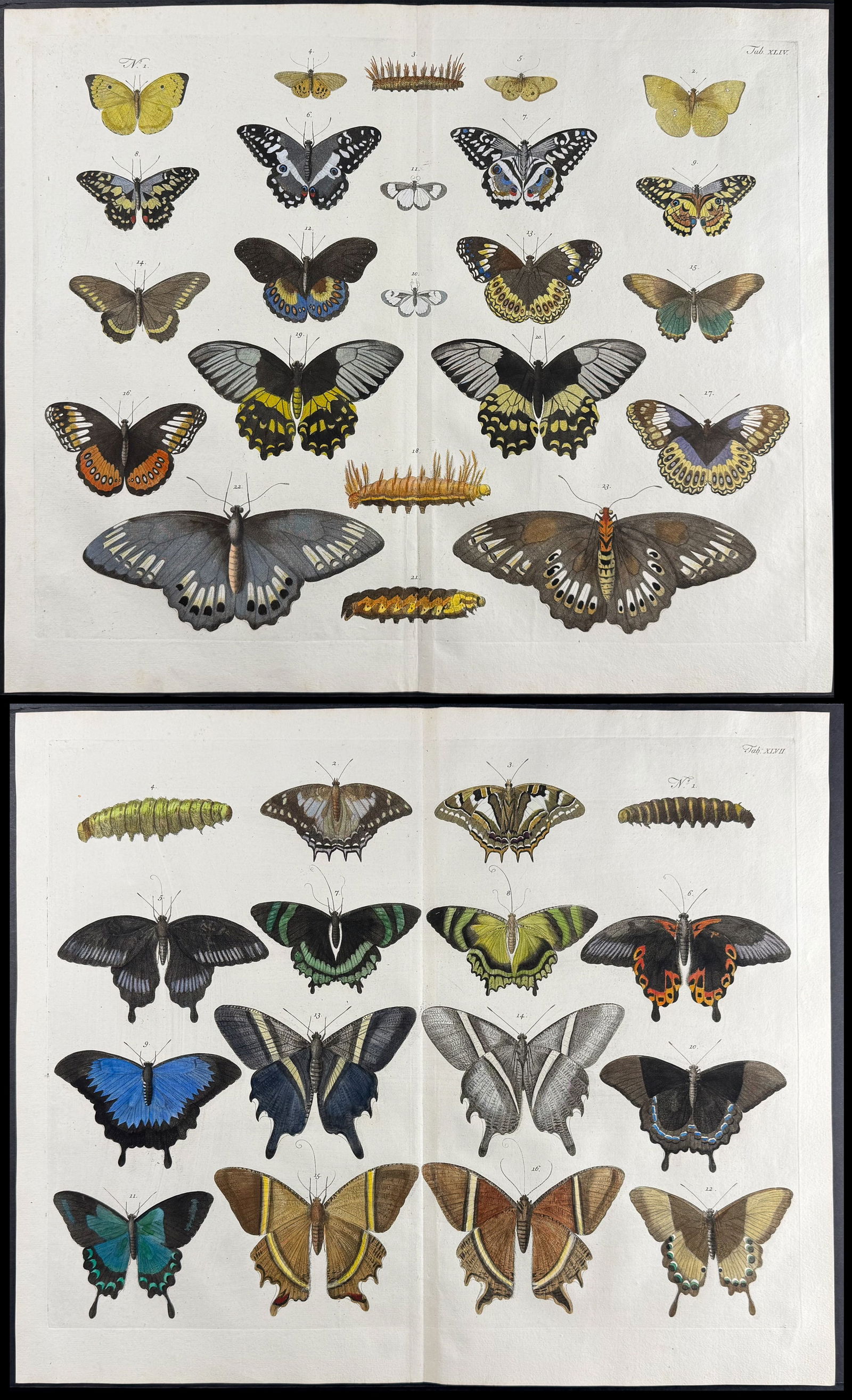 Seba - Pair of Engravings of Butterflies or Moths, Caterpillars (1 of 3)