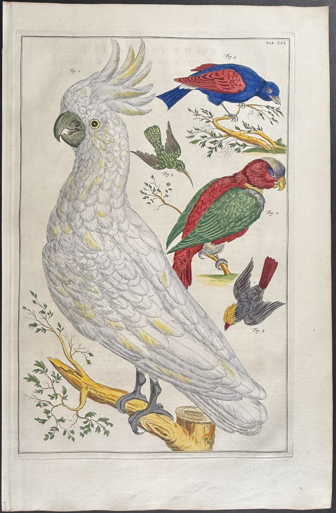 Seba - Cockatoo, Parrot, Birds. 59 (1 of 1)
