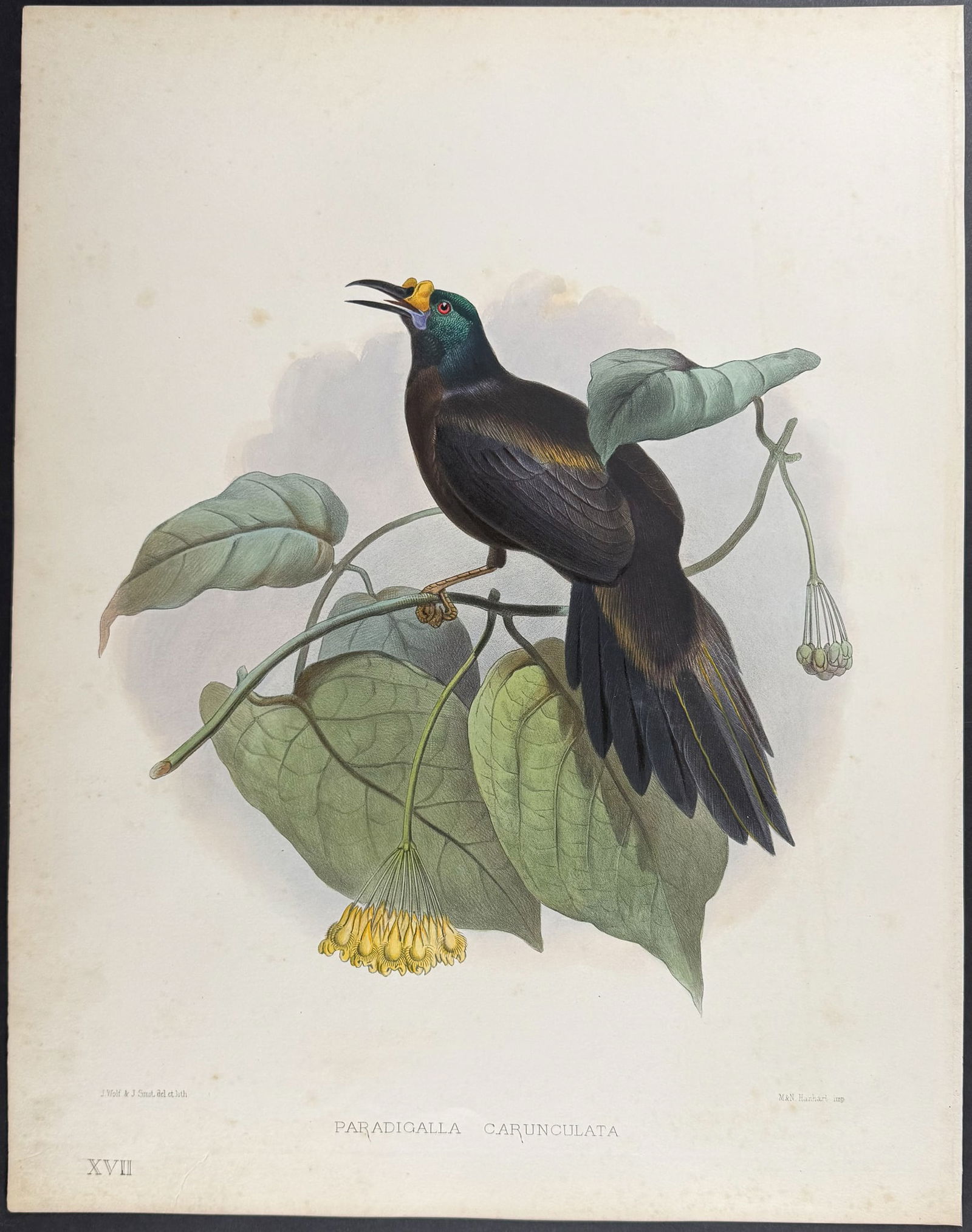 Elliot - Wattled Bird of Paradise (1 of 1)