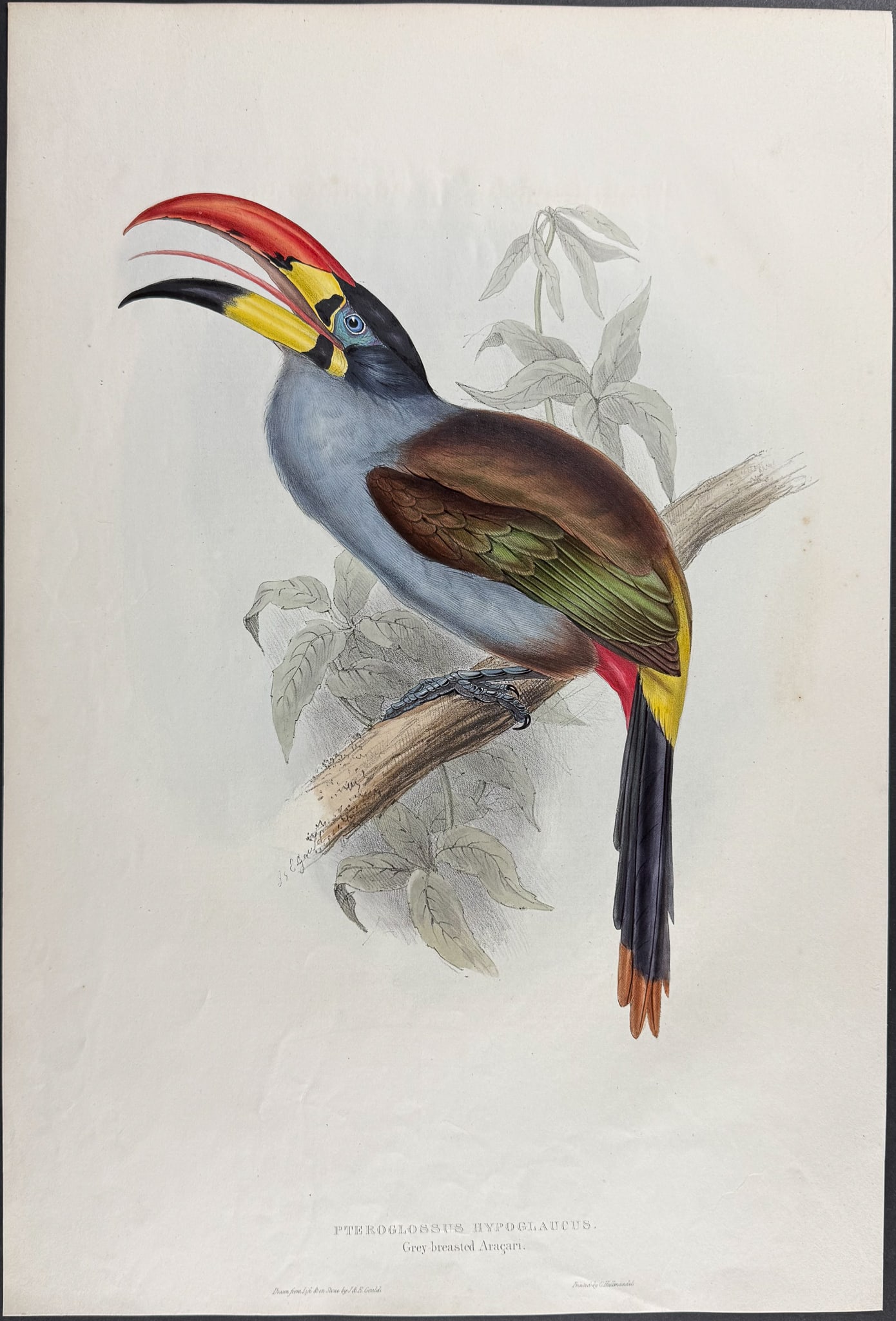 Gould - Grey-breasted Aracari (1 of 1)