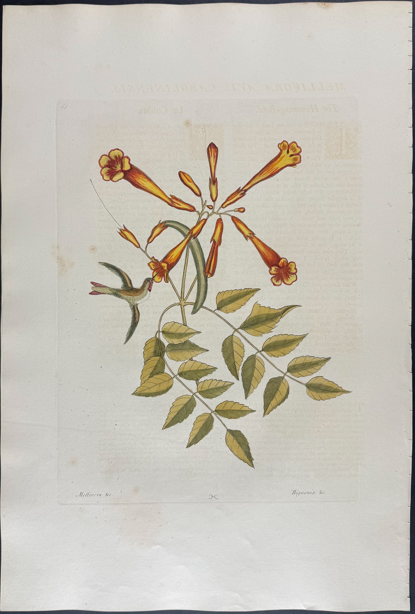 Catesby, Folio - Hummingbird with Trumpet Flower. 1-65 (1 of 1)