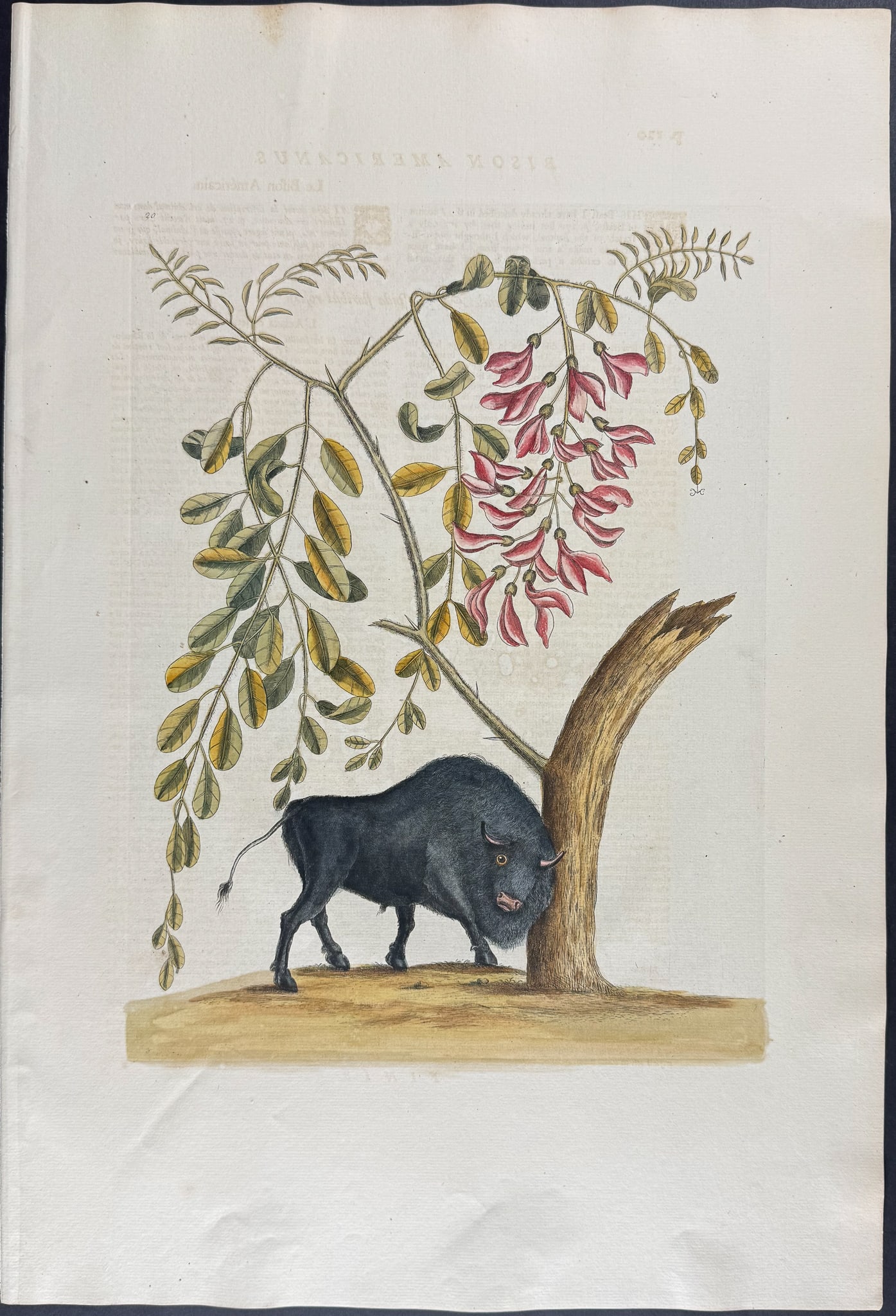 Catesby, Folio - American Bison. Sup-20 (1 of 1)