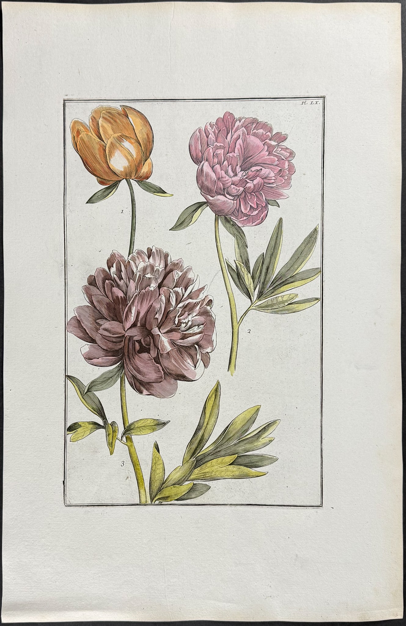 Rabel - Peony. 60: This exquisite botanical engraving is from Daniel Rabel's Theatrum Florae. It's considered the unacknowledged fourth edition of the work that was bound with Maria Sibylla Merian's work entitled