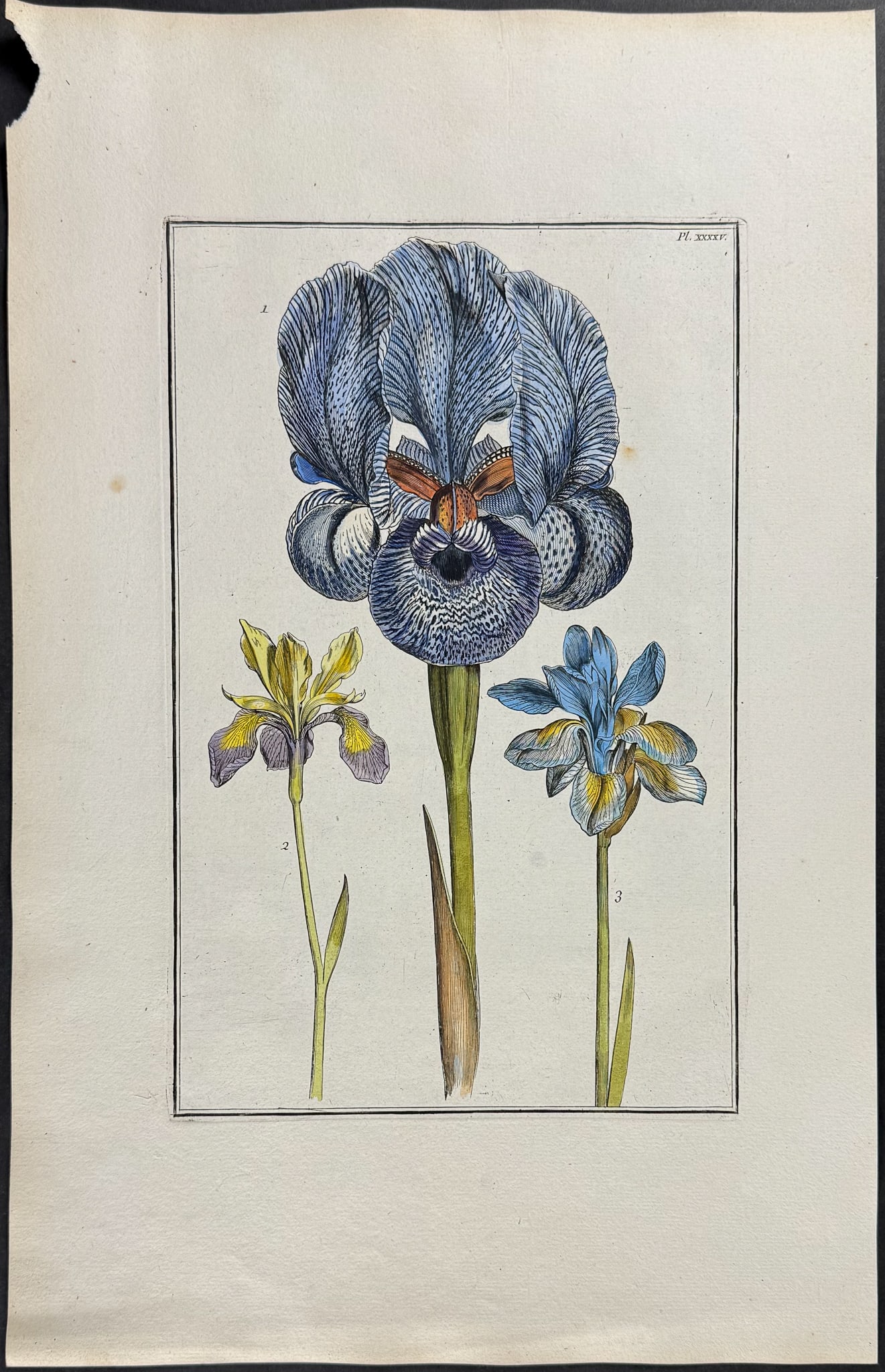 Rabel - Iris. 45 (1 of 1)