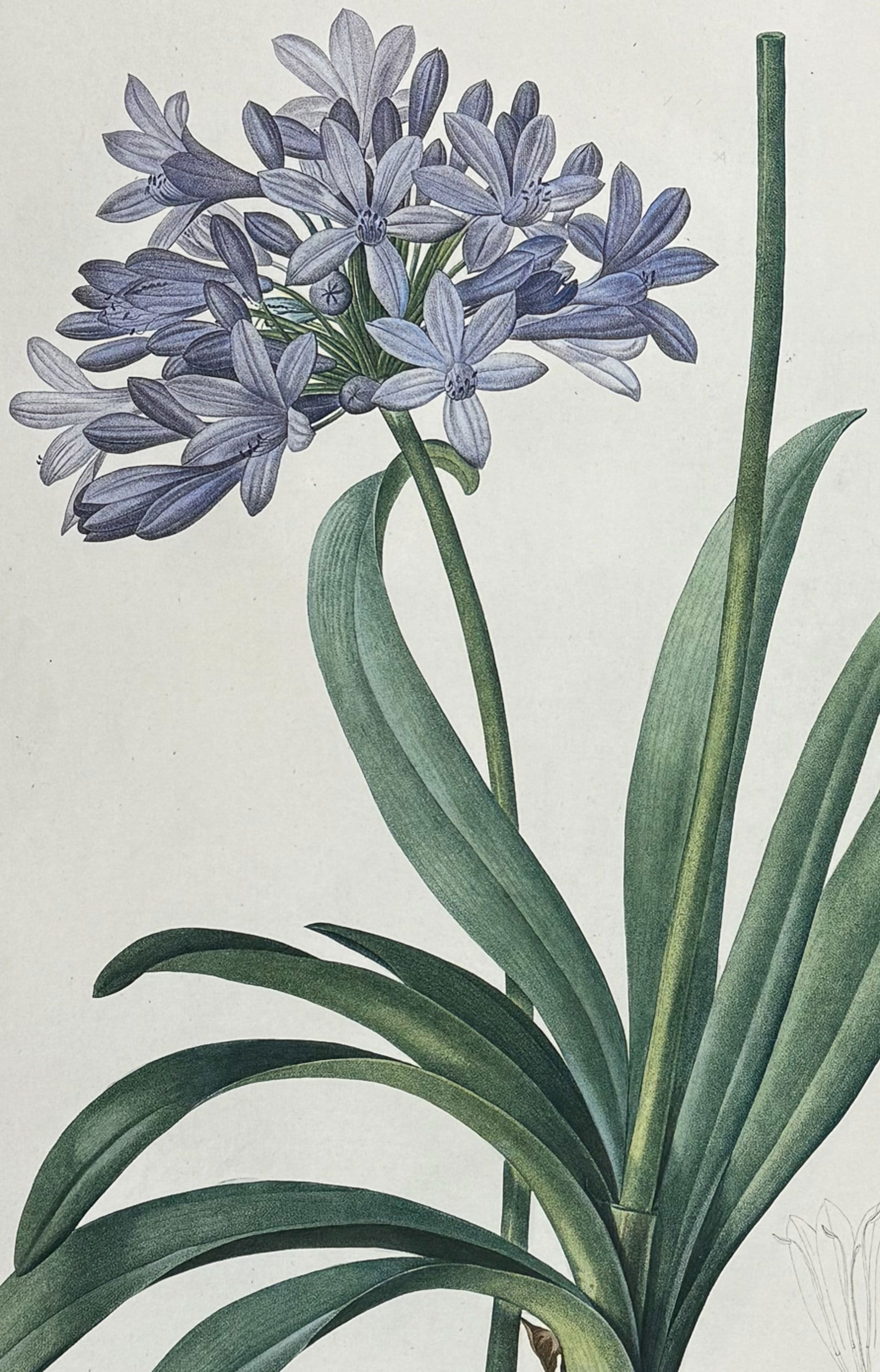 Redoute, Folio - African Lily (Agapanthus Umbellatus): This exquisite folio stipple engraving is from Pierre Joseph Redoute's Les Liliacees. The work was published in Paris between 1802 and 1816 by chez l'auteur, imprimerie de Didot jeune. Each