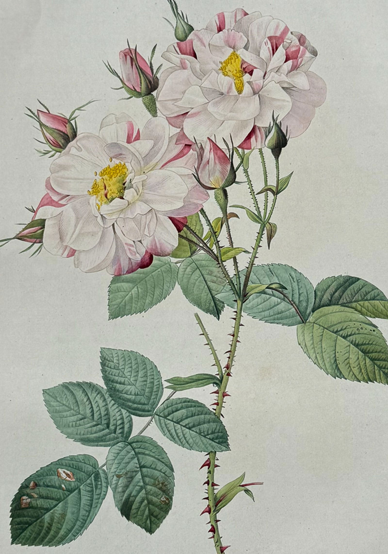 Redoute, Folio - Rose - Rosa damascena variegata (1 of 2)