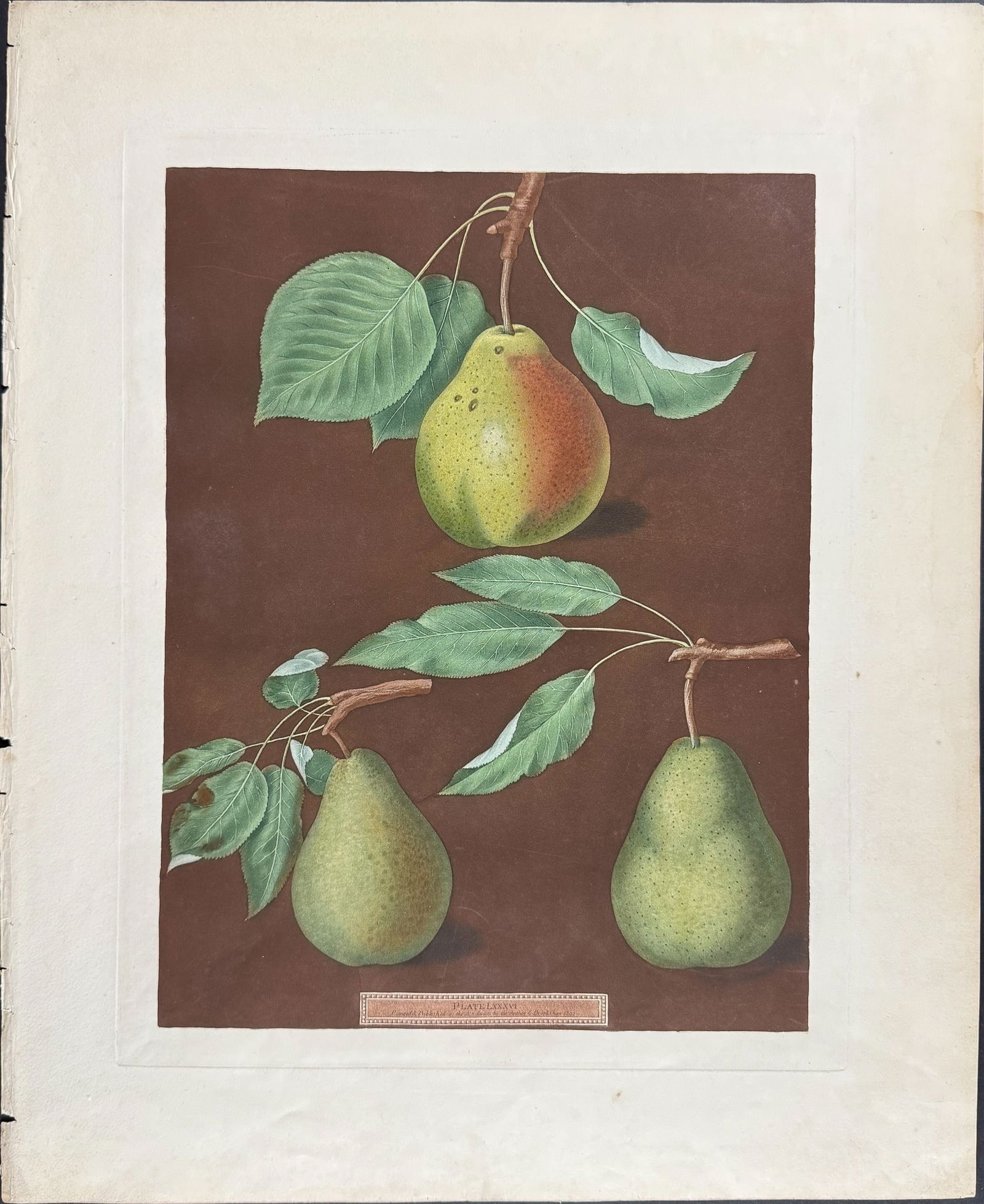Brookshaw, Folio - Pears. 86 - 2