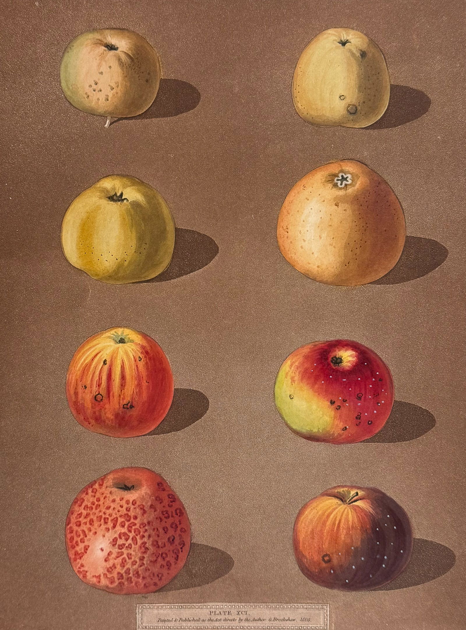 Brookshaw, Folio - Apples. 91: This remarkable, large folio fruit engraving is from George Brookshaw's Pomona Britannica, or a Collection of the Most Esteemed Fruits at present cultivated in the country; together with the Blossoms