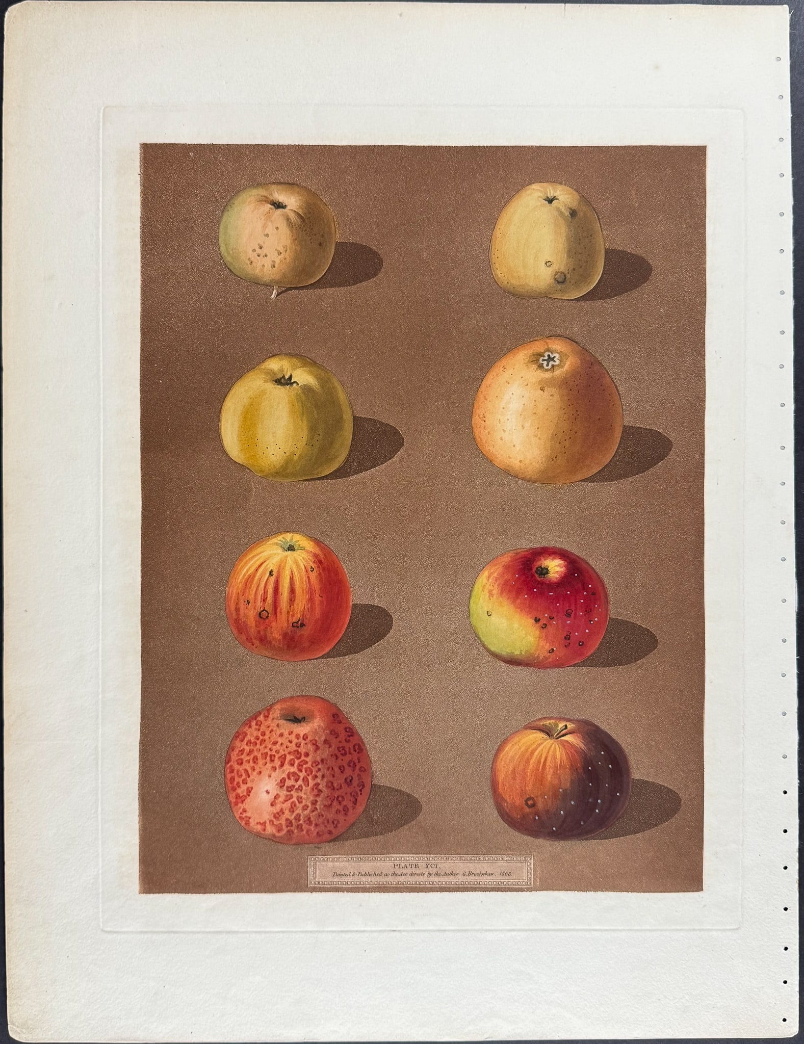 Brookshaw, Folio - Apples. 91 - 2