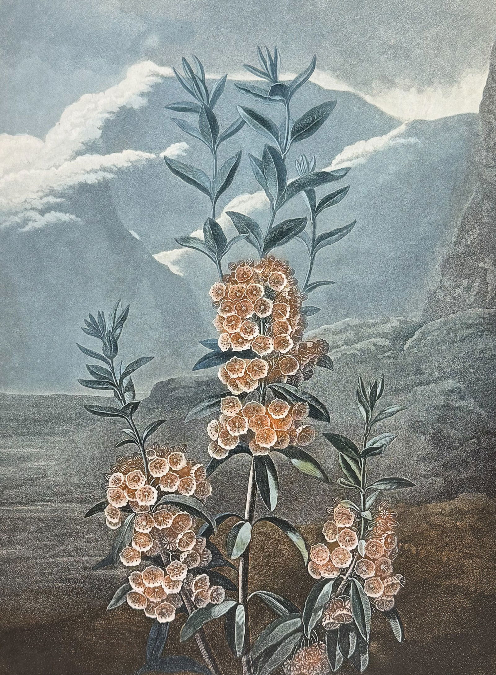 Thornton, Folio - The Narrow-leaved Kalmia: This dramatic large folio botanical engraving is from Dr. Robert John Thornton?s work New Illustration of the Sexual System of Carolus Von Linnaeus...and the Temple of Flora, or Garden of Nature. 