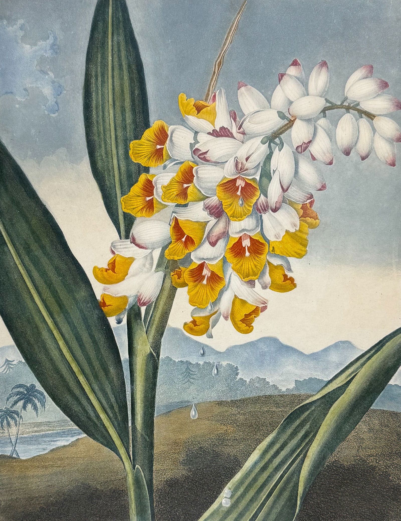 Thornton, Folio - The Nodding Renealmia (1 of 3)