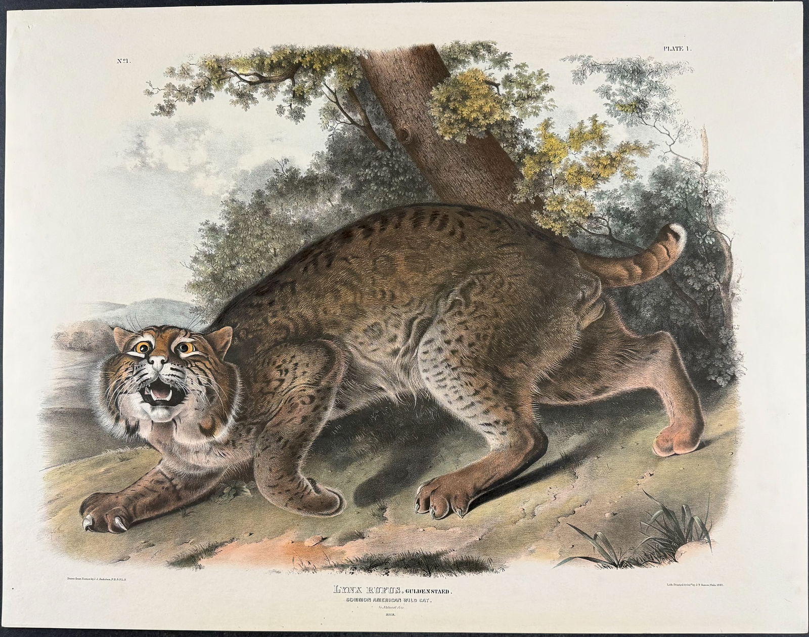 Audubon, Imperial Folio - Common American Wild Cat. 1: This exceptional folio lithograph is from John James Audubon's The Viviparous Quadrupeds of North America. It was part of the Imperial Folio Edition published between 1845 and 1851. Audubon and his