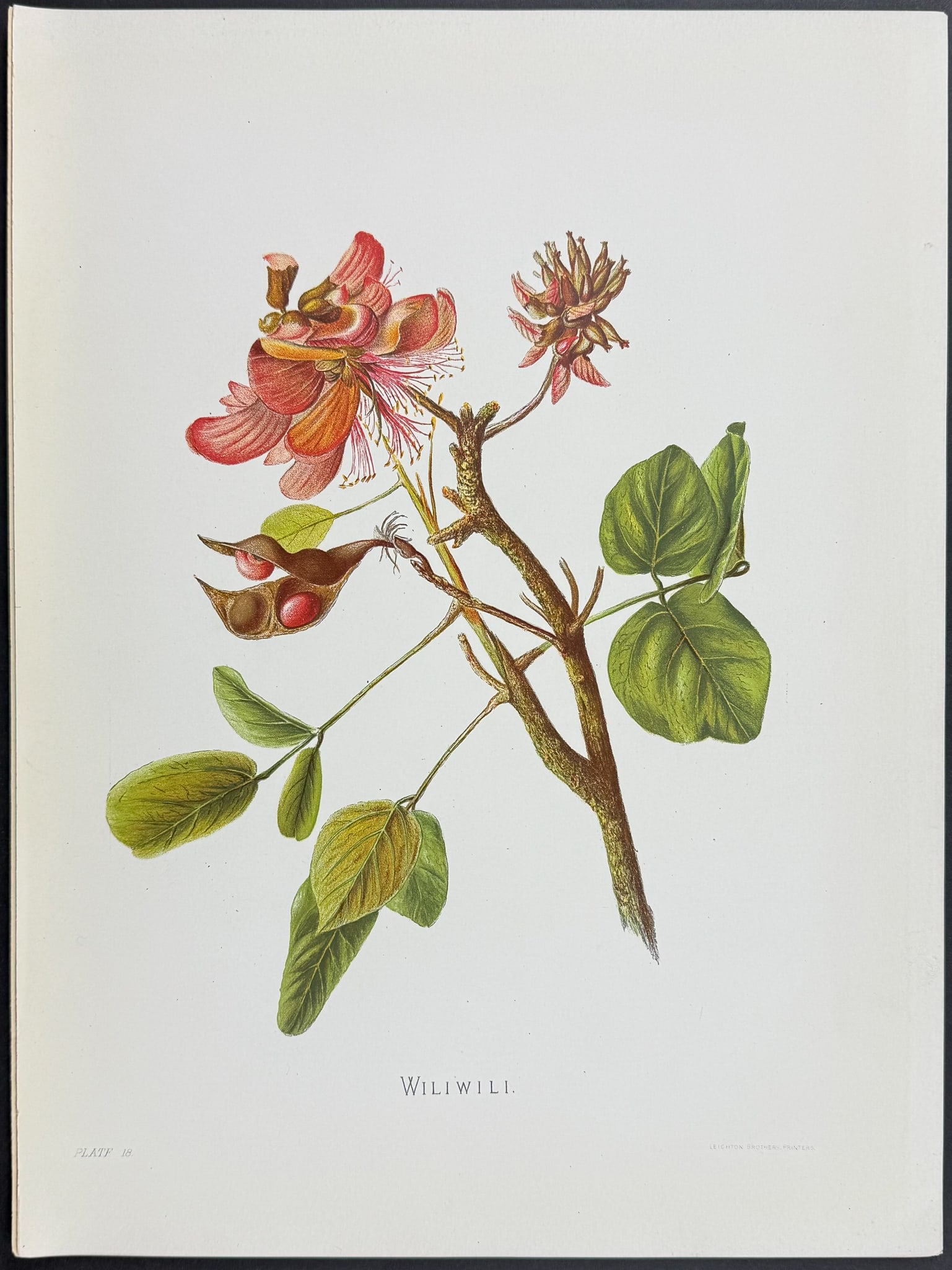 Sinclair, Hawaii - Wiliwili (Erythrina monosperma). 18 (1 of 1)