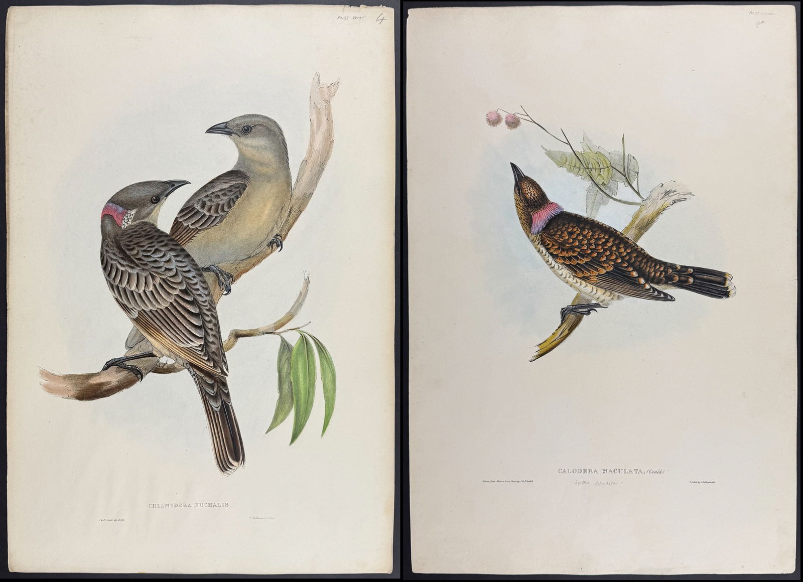 Gould, Australia - Pair of Bowerbird Lithographs: Included in this lot: Spotted Bowerbird [Calodera Maculata] Great Bowerbird [Chlamydera Nuchalis] Description of the work: This hand-colored folio lithograph is from the esteemed John Gould?s Birds of