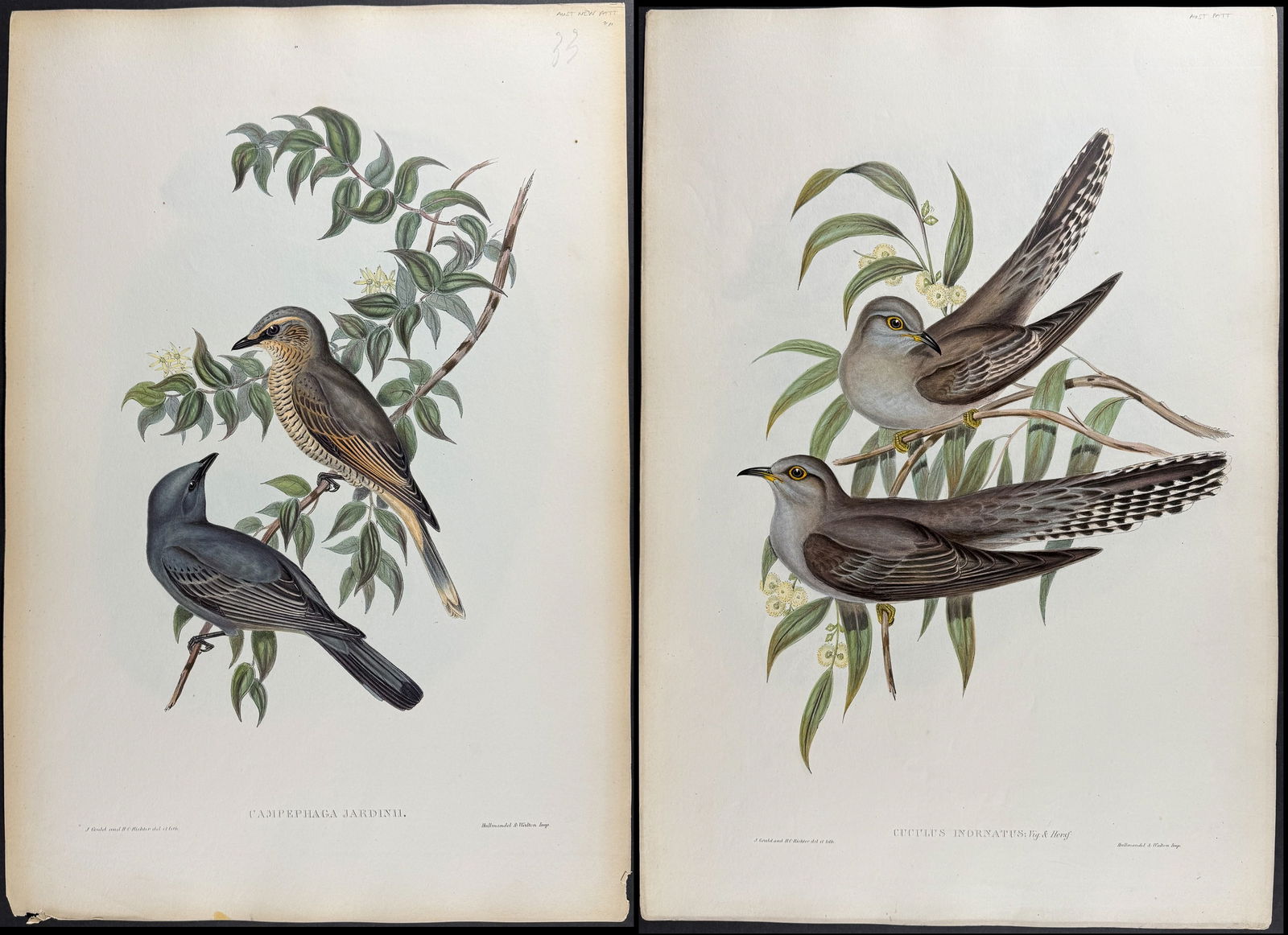 Gould, Australia - Pair of Cuckoo Lithographs (1 of 3)
