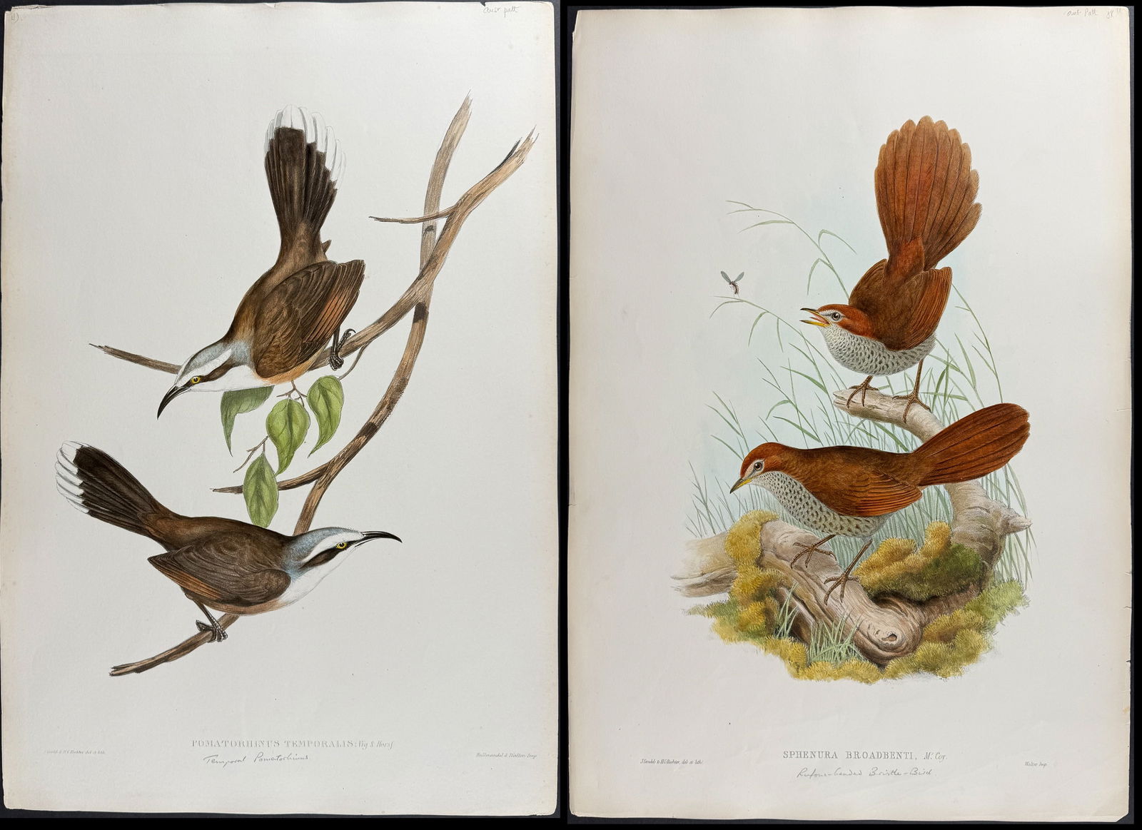 Gould, Australia - Pair of Bird Lithographs: Bristle-Bird & Babbler (1 of 3)