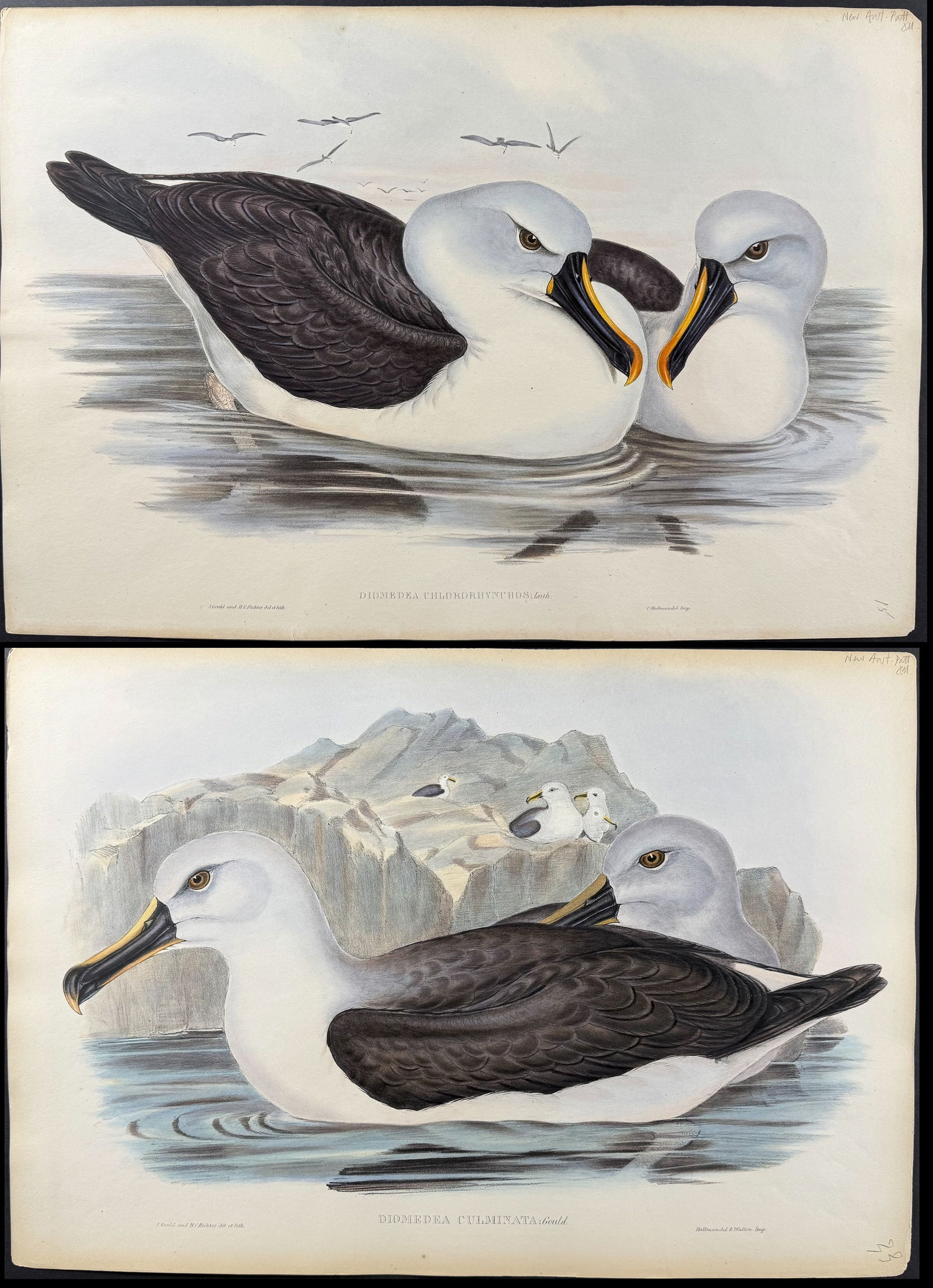 Gould, Australia - Pair of Albatross Lithographs (1 of 3)
