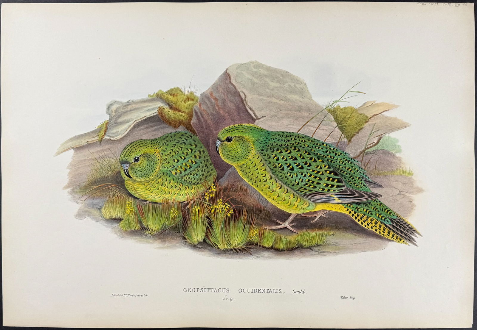 Gould, Australia - Night Parrot [Geopsittacus Occidentalis]: This hand-colored folio lithograph is from the esteemed John Gould?s Birds of Australia. The work was published in London by Richard and John E. Taylor for the author between 1840 and 1869. Over 300 n