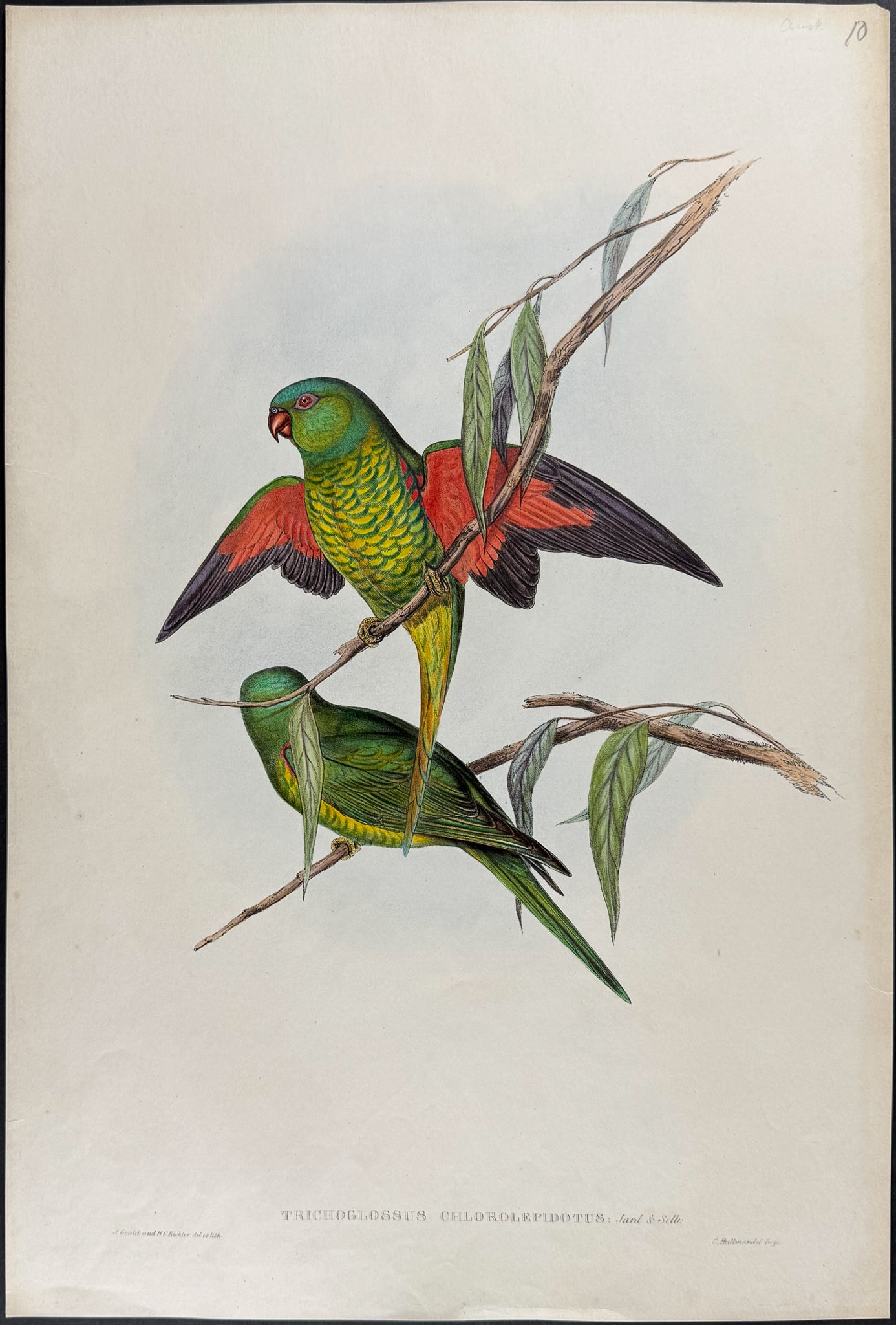 Gould, Australia - Scaly-breasted Lorikeet [Trichoglossus Chlorolepidotus]: This hand-colored folio lithograph is from the esteemed John Gould?s Birds of Australia. The work was published in London by Richard and John E. Taylor for the author between 1840 and 1869. Over 300 n