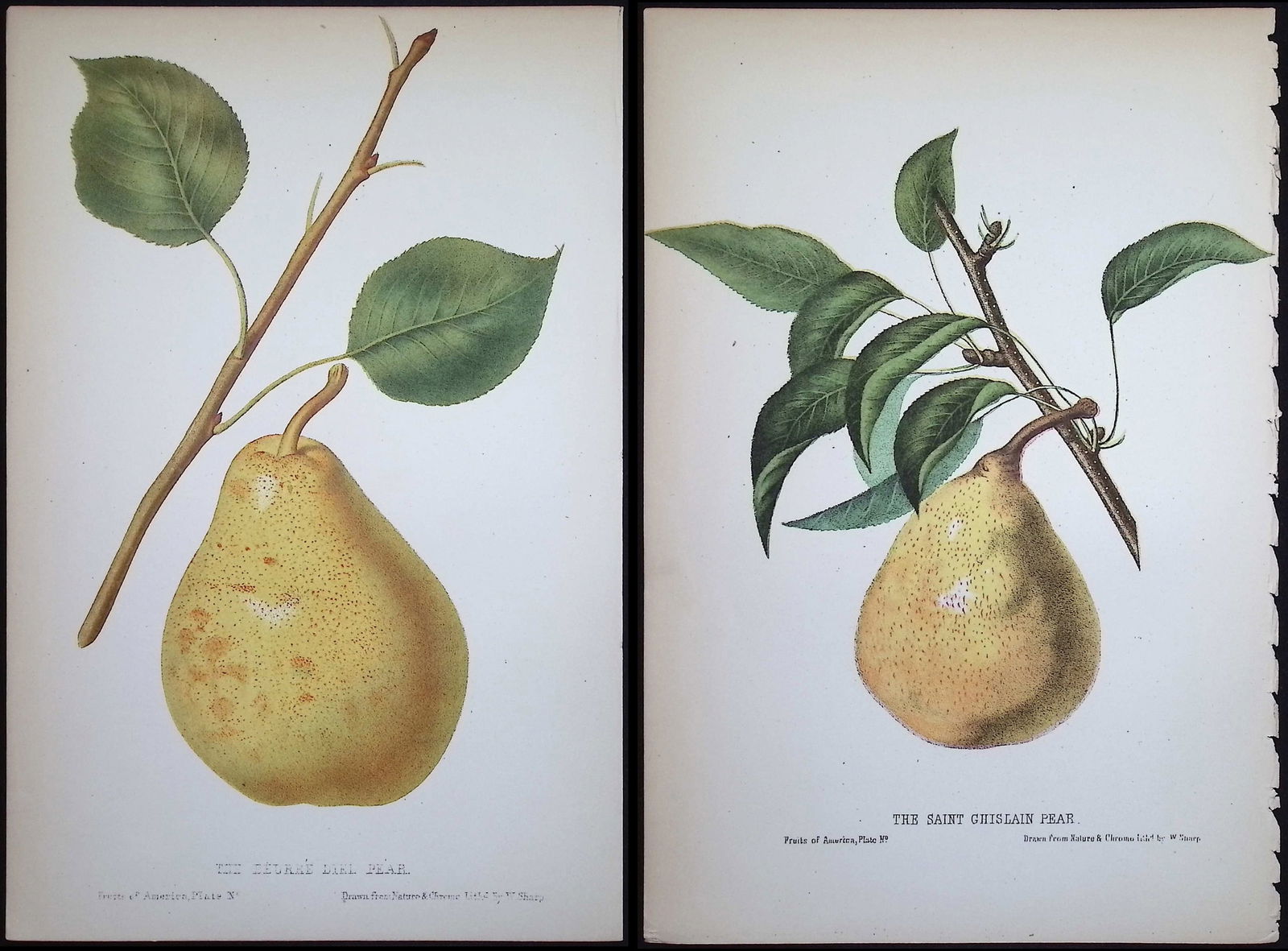 Hovey - Pair of Fruit Lithographs (Pears): This richly colored chromolithograph is from Charles Mason Hovey's The Fruits of America, containing richly colored figures, and full descriptions of all the choicest varieties cultivated in the