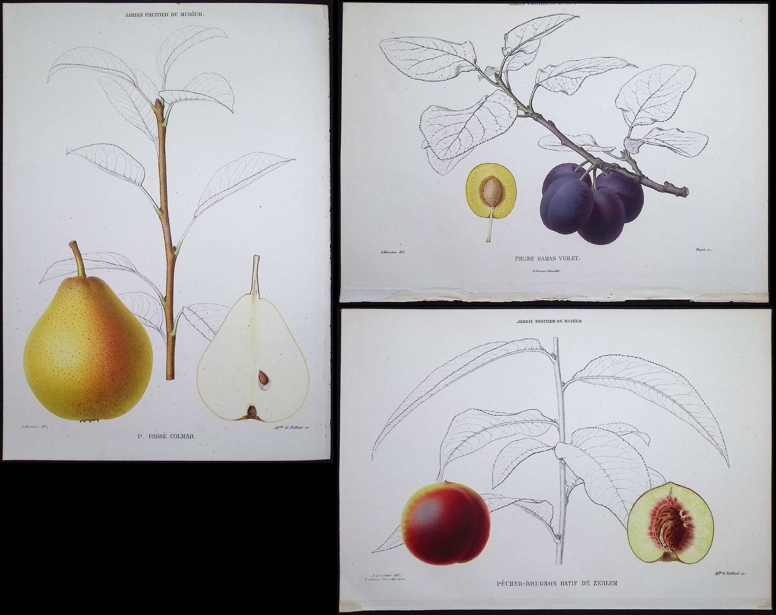 Decaisne - 4 Fruit Lithographs (Pear, Plum, Peach): This lovely fruit lithograph is from Joseph Decaisne's Le Jardin Fruitier du Museum, ou Iconographie de Toutes les Especes et Varietes d'Arbres Fruitiers Cultives dans cet Etablissement avec leur