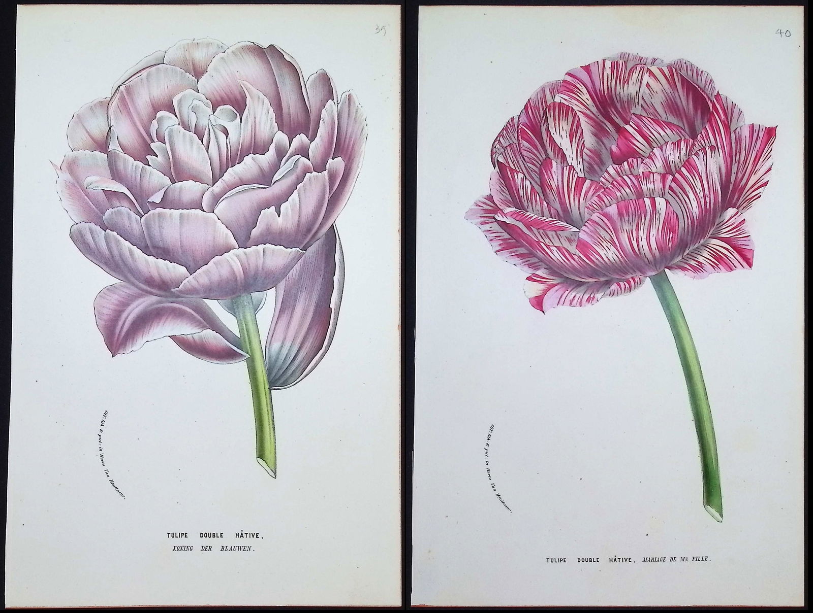 Van Houtte - Pair of Tulip Prints (1 of 3)