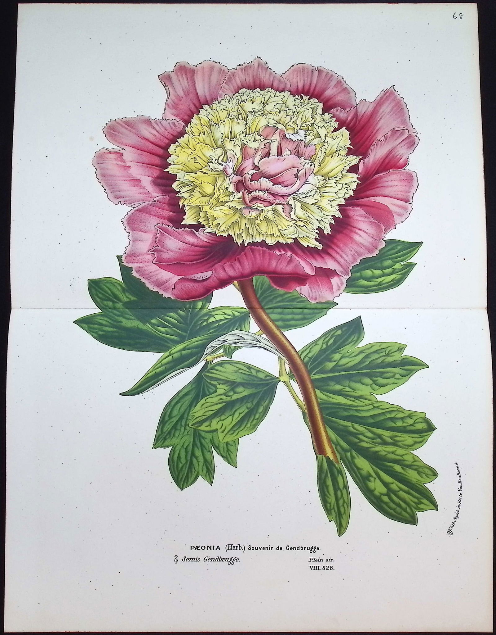 Van Houtte - Peony