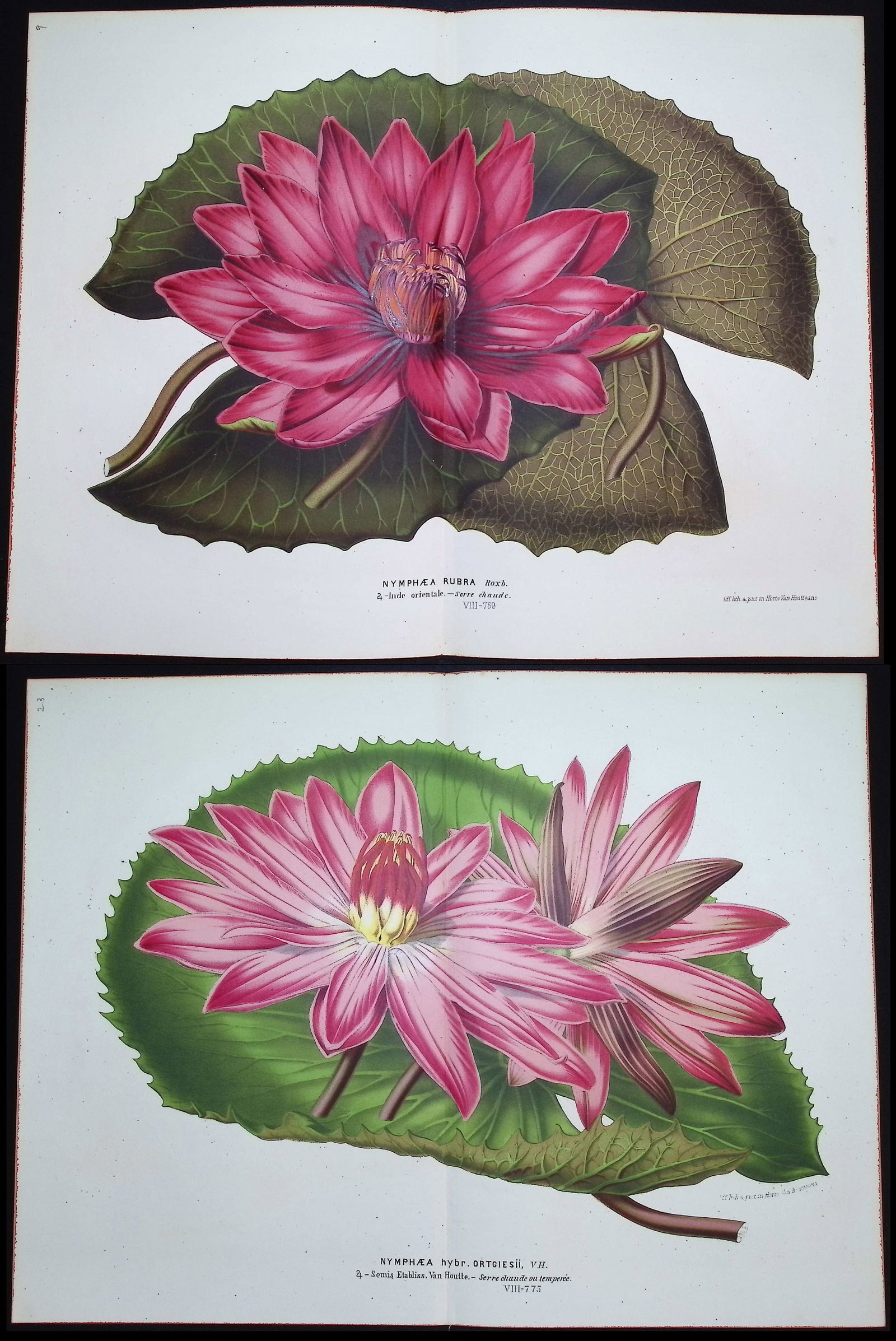 Van Houtte - Pair of Water Lily Prints (1 of 3)
