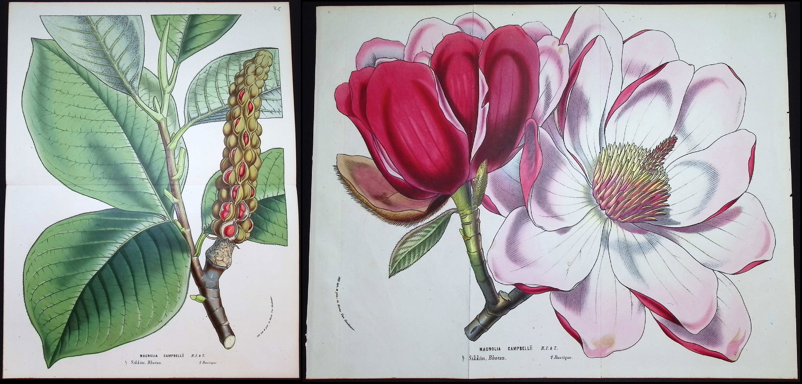 Van Houtte - Pair of Magnolia Prints (1 of 3)