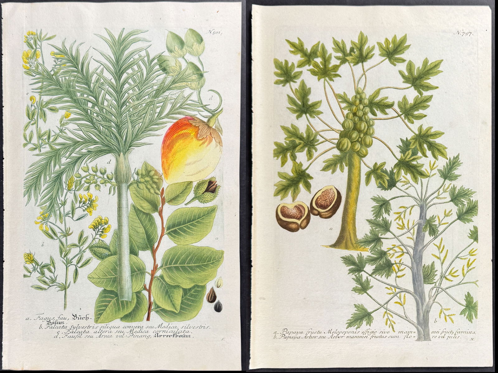 Weinmann - Pair of Botanical Engravings: Included in this lot: Papaya Tree and Fruit. 797 Fagus, Falcata, Faufel. 501 Description of the work: This beautiful botanical mezzotint is from Johann Weinmann's Phytanthoza Iconographia, sive