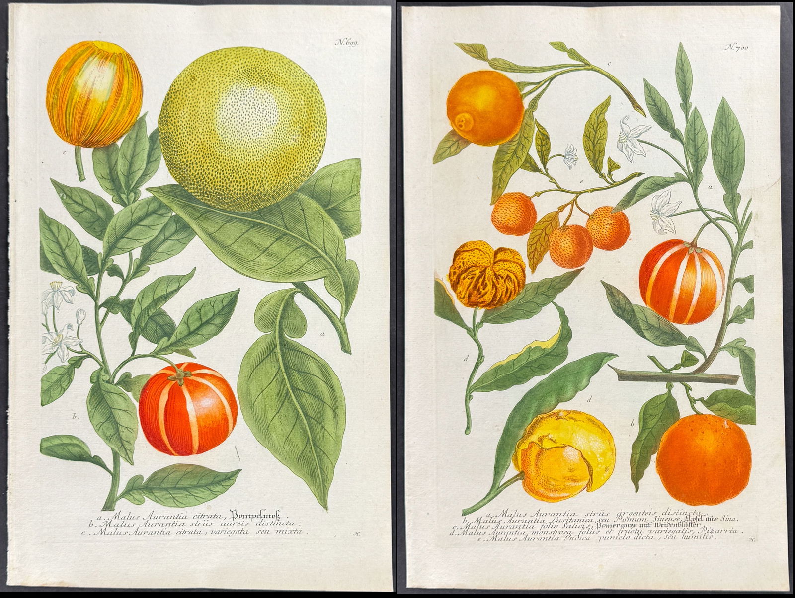Weinmann - Pair of Crabapple (Apple) Engravings (1 of 3)