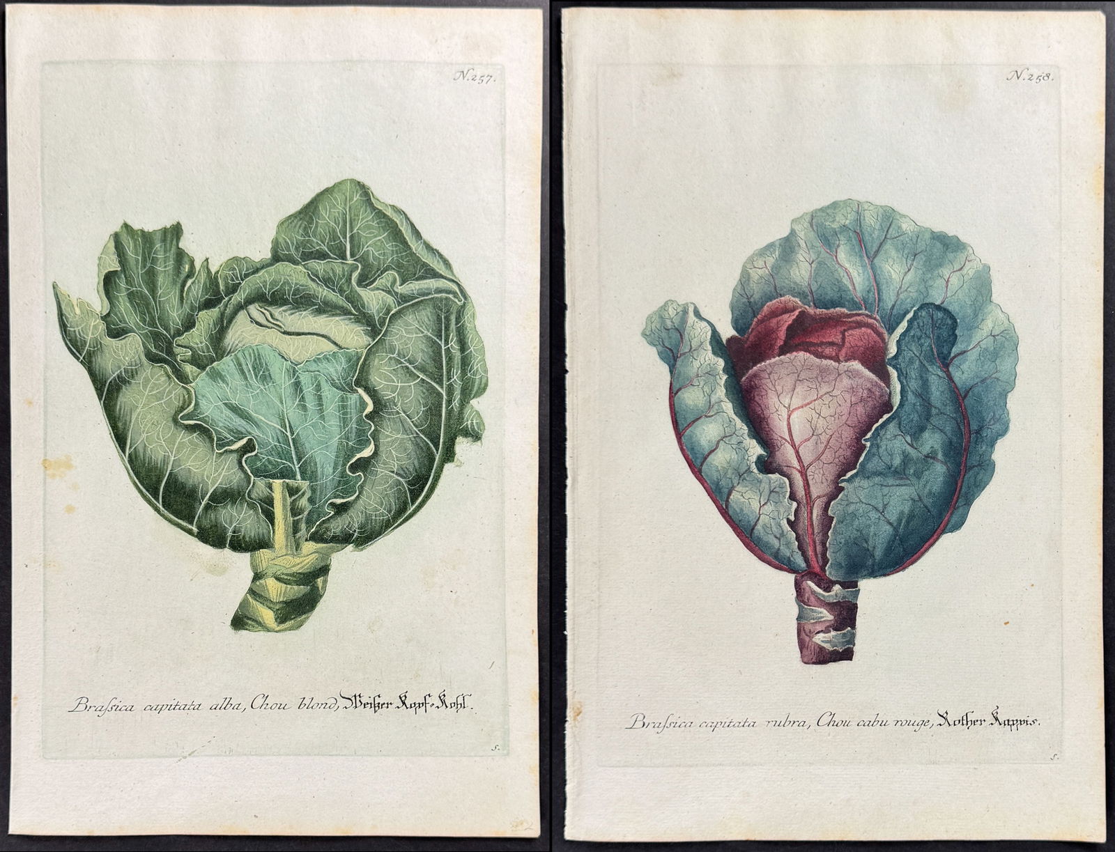 Weinmann - Pair of Cabbage Engravings: This beautiful botanical mezzotint is from Johann Weinmann's Phytanthoza Iconographia, sive conspectus aliquot millium, tam indigenarum quam exoticarum, ex quatuor mundi partibus... plantarum,
