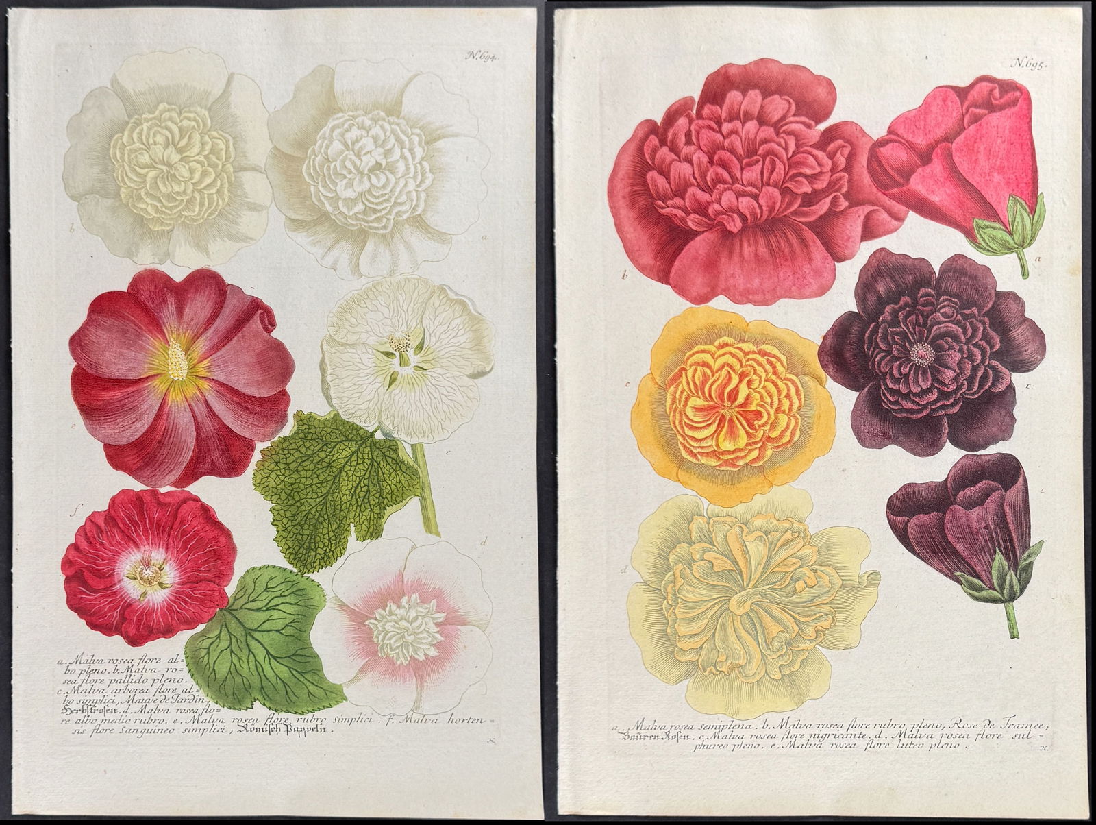 Weinmann - 3 Mallow Engravings: This beautiful botanical mezzotint is from Johann Weinmann's Phytanthoza Iconographia, sive conspectus aliquot millium, tam indigenarum quam exoticarum, ex quatuor mundi partibus... plantarum,