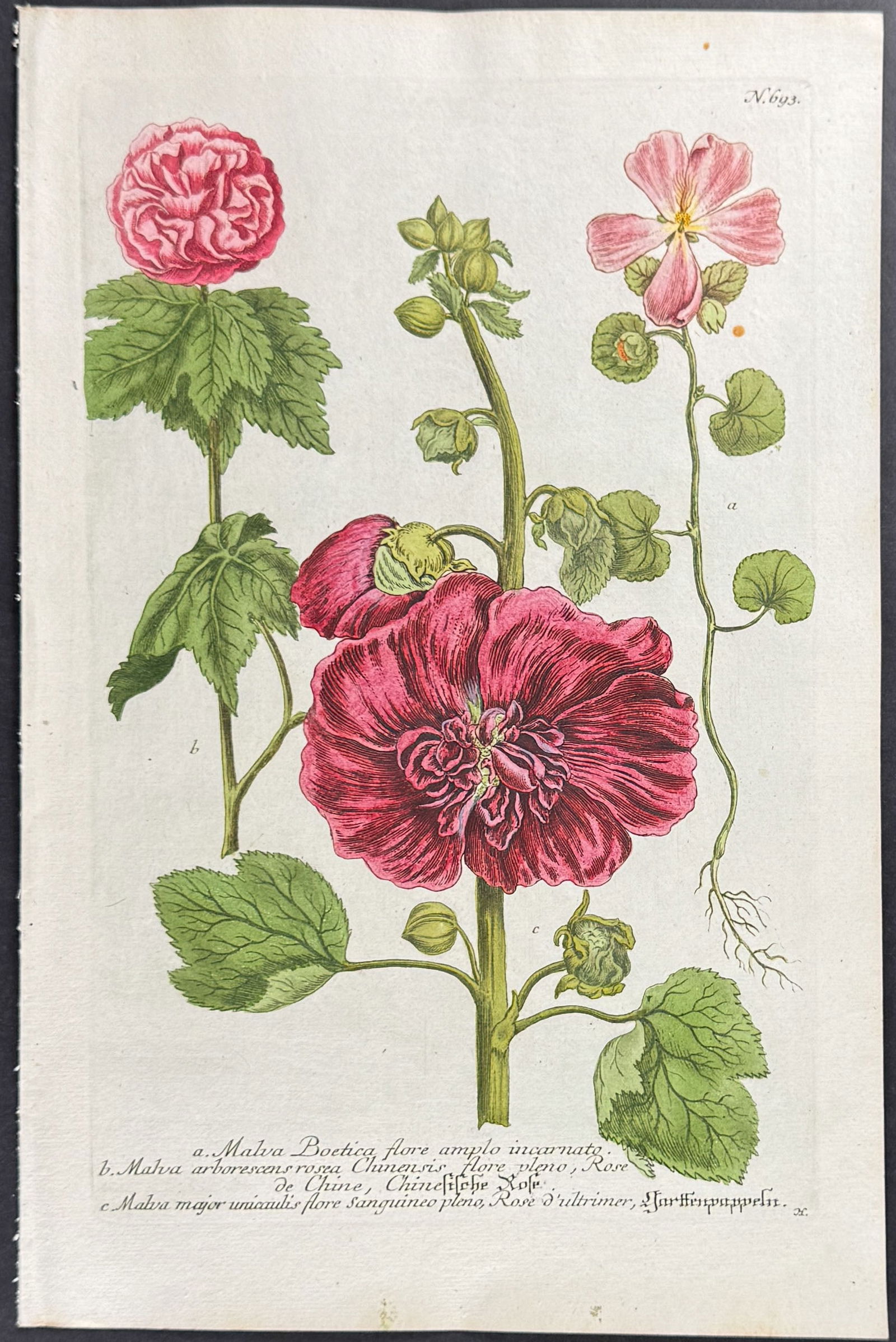 Weinmann - 3 Mallow Engravings - 2