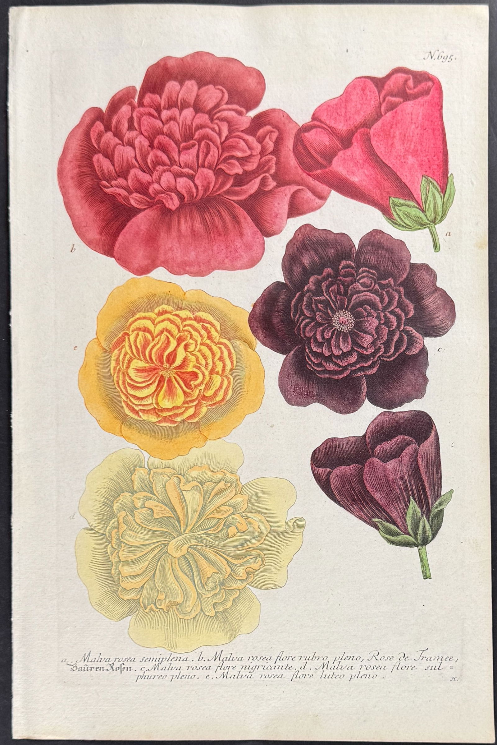 Weinmann - 3 Mallow Engravings - 4