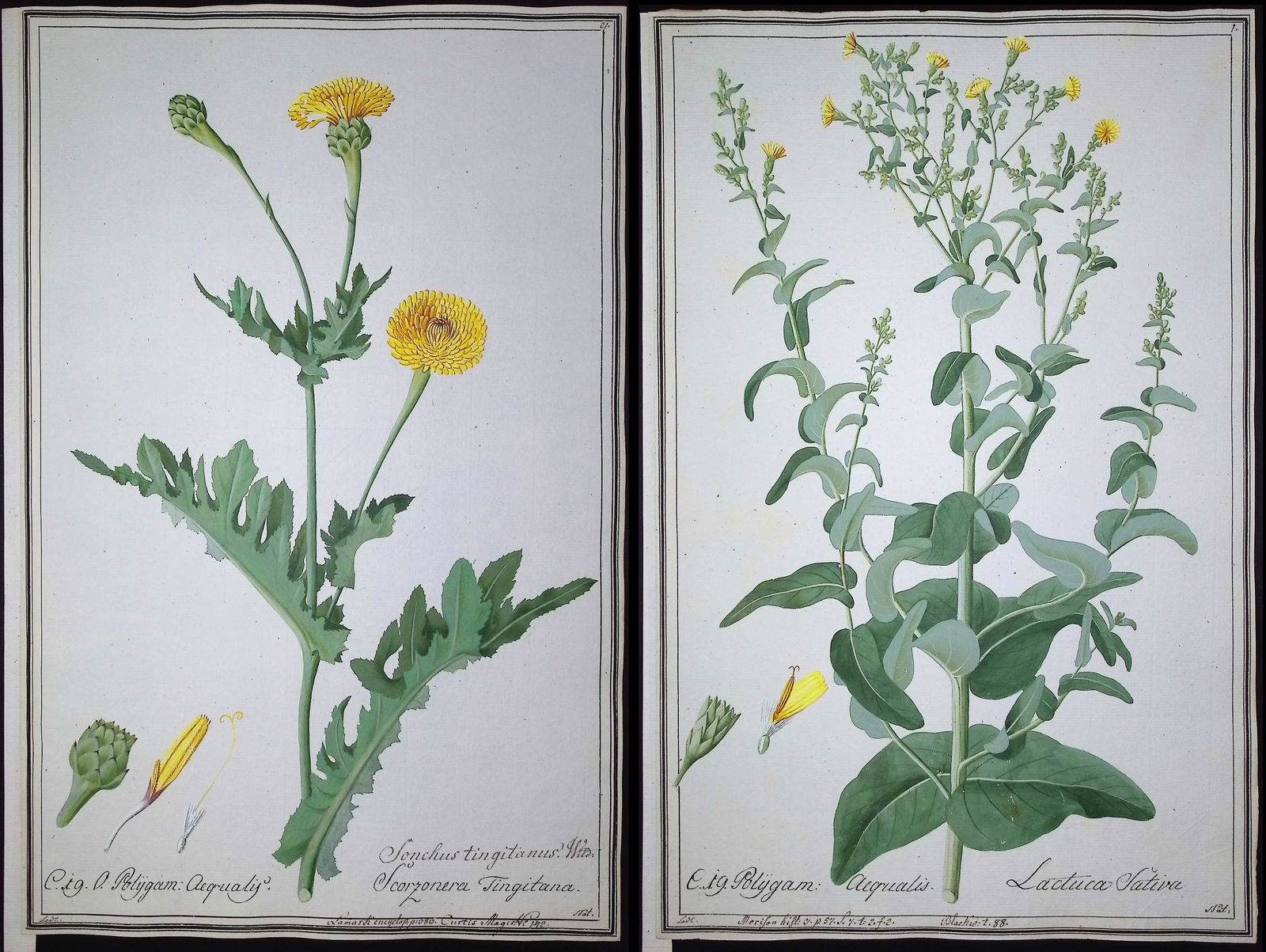 6 Original Botanical Watercolors after Ledel, Franz for Cavanil, Jacquin, Lamark, Blackwell: This superb original botanical watercolor is from a manuscript entitled Hortus Botanicus which illustrated plants according to the Linnaean system and Willdenow's revisions. The manuscript was