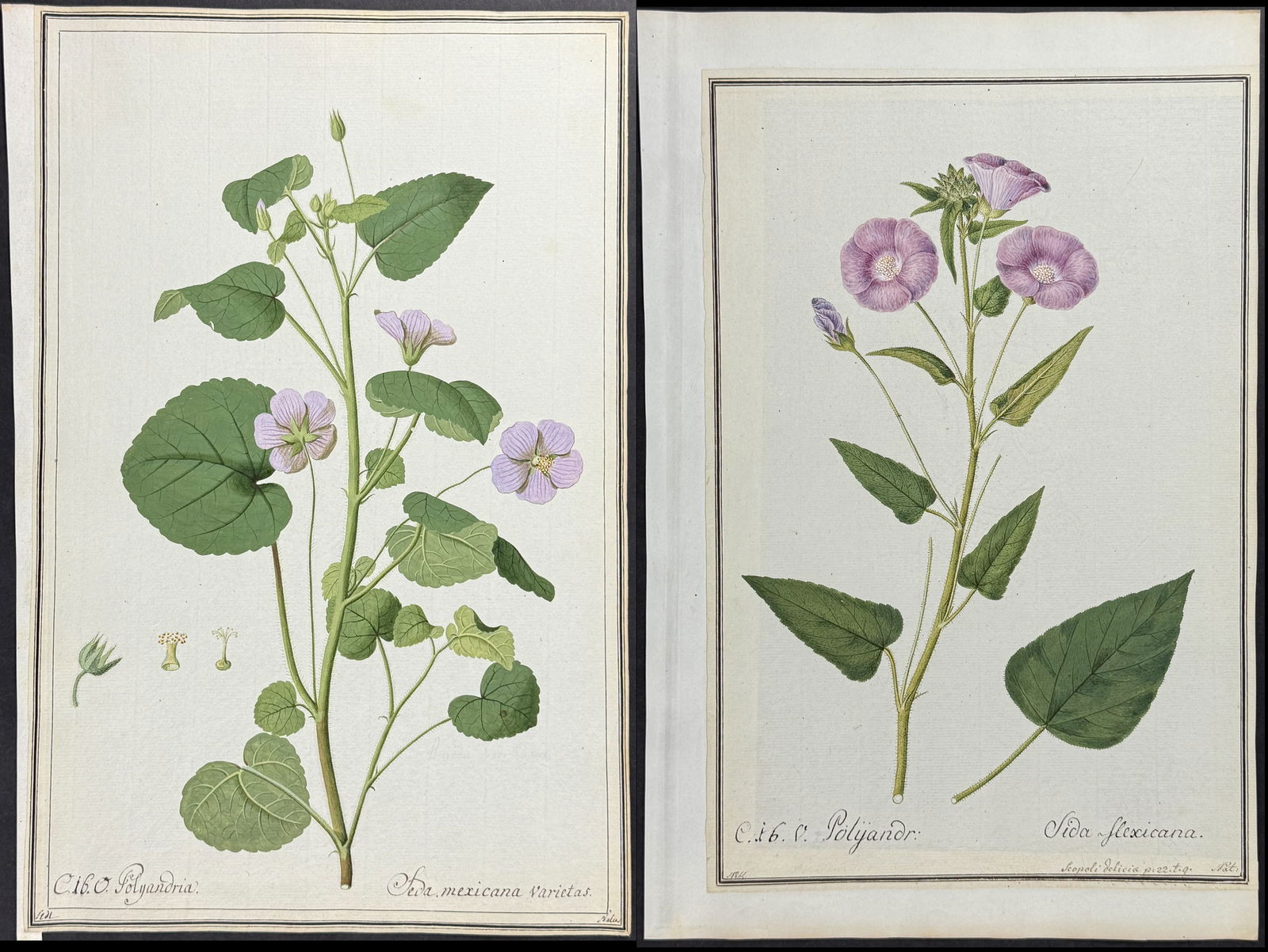 Pair of Original Botanical Watercolors of Sida after Ledel & Nebel (according to Linnaeus system): Included in this lot: Sida mexicana after Ledel Sida flescicana after Nebel Description of the work: This superb original botanical watercolor is from a manuscript entitled Hortus Botanicus which