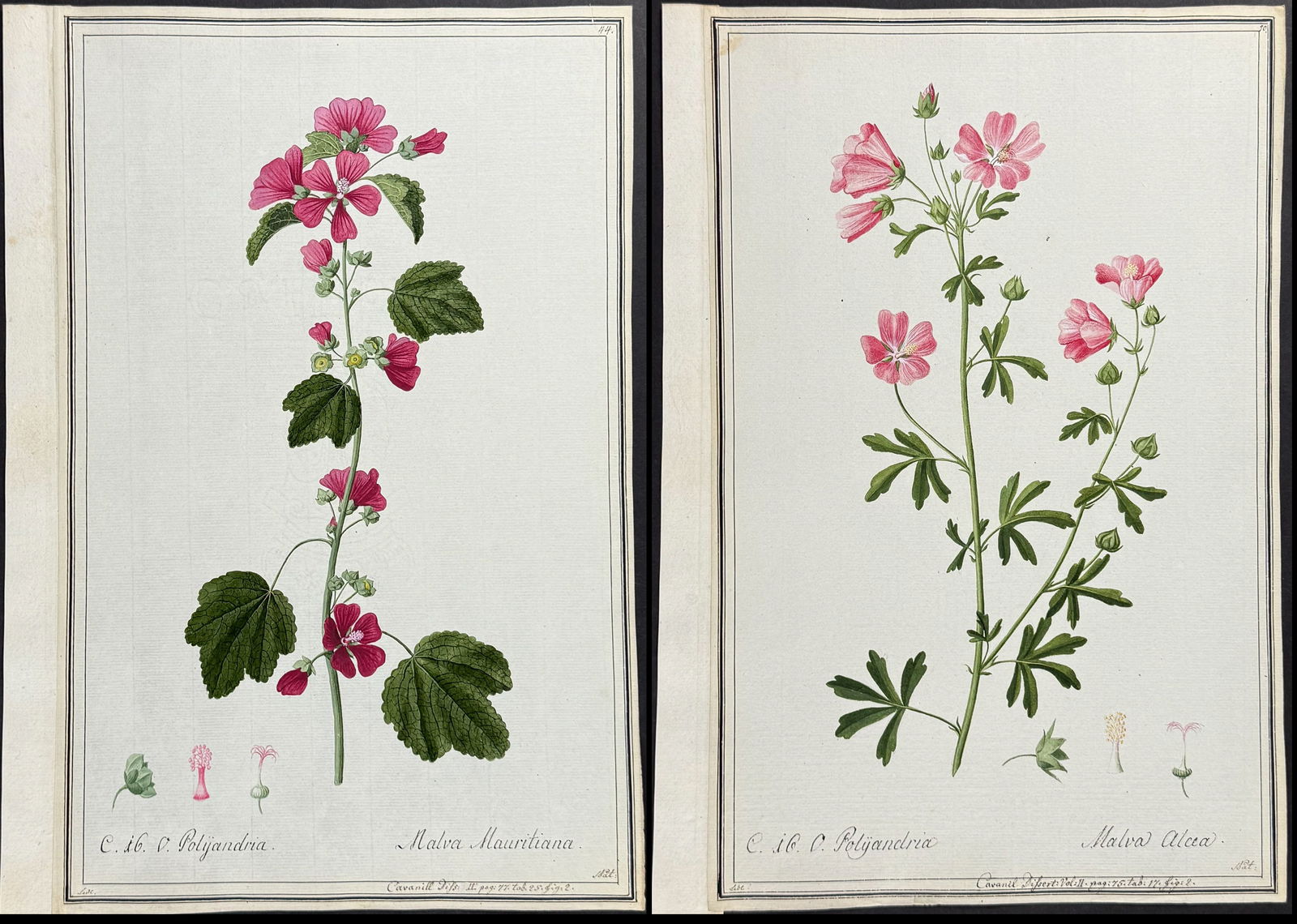 Pair of Original Botanical Watercolors of Mallow after Ledel for Cavanill (according to Linnaeus: Included in this lot: Mallow - Malva alcea after Ledel for Cavanill Mallow - Malva mauritiana after Ledel for Cavanill Description of the work: This superb original botanical watercolor is from a