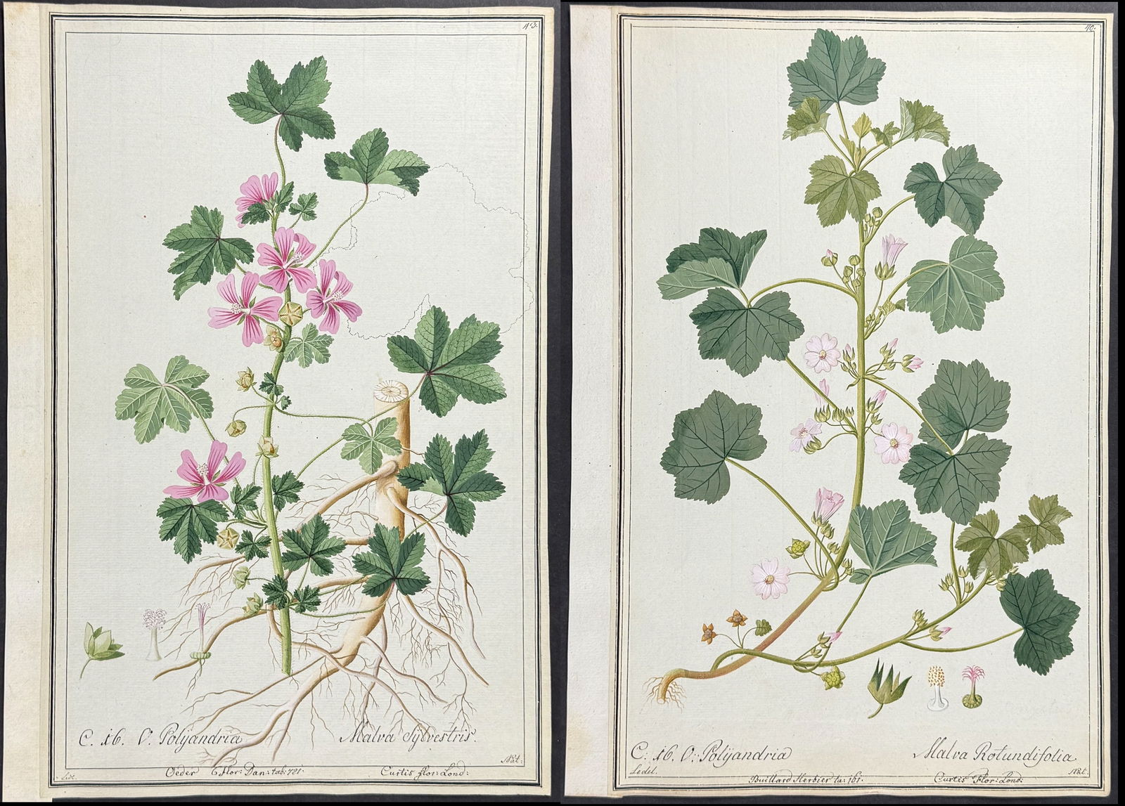 Pair of Original Botanical Watercolors of Mallow after Ledel for Curtis, Oeder, Buillard (according: Included in this lot: Mallow - Malva sylvestris after Ledel for Curtis, Oeder Mallow - Malva rotundifolia after Ledel for Curtis, Buillard Description of the work: This superb original botanical water