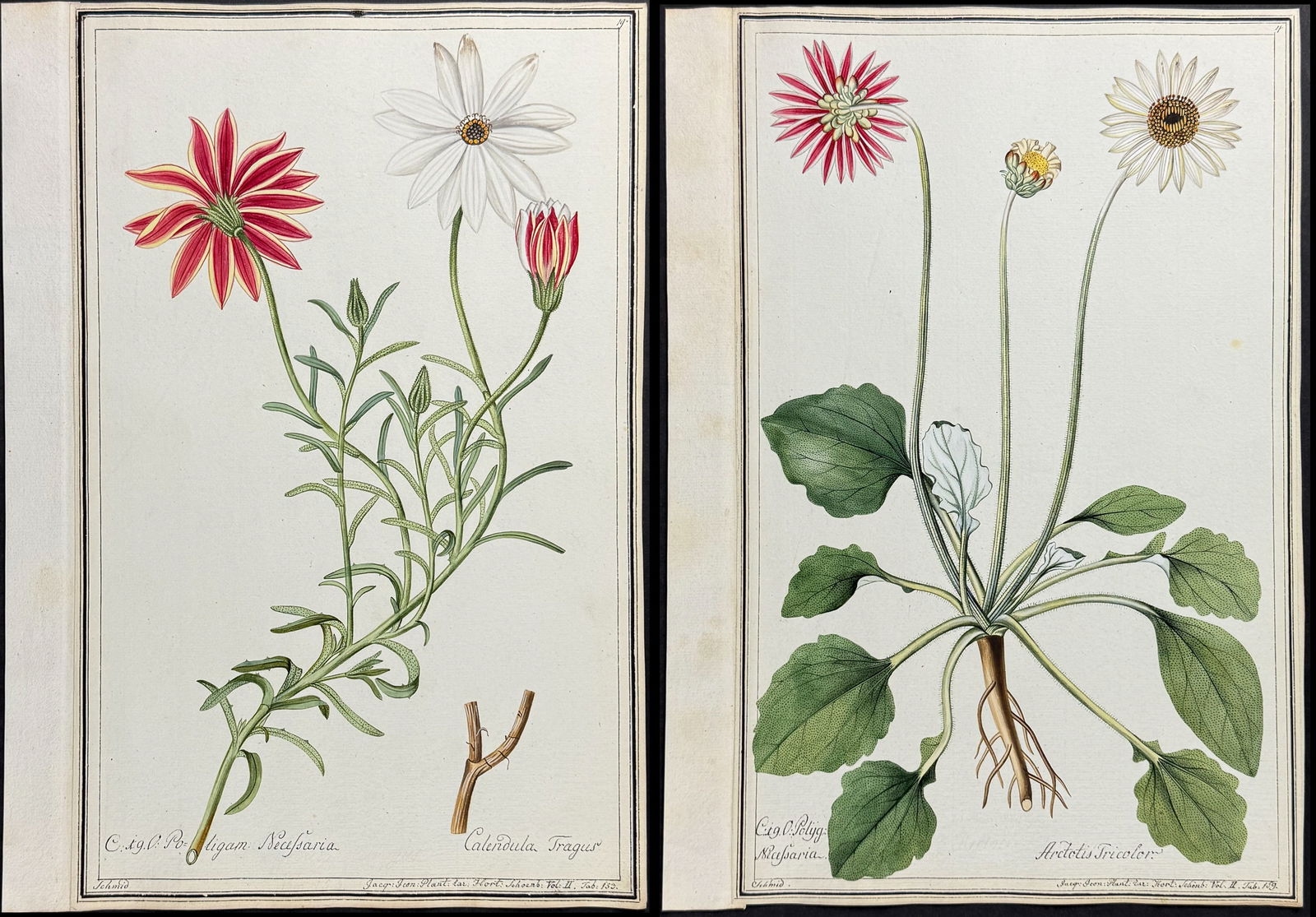 3 Original Botanical Watercolors after Schmid for Jacquin (according to Linnaeus system): Included in this lot: African Daisy - Arctotis decurrens after Schmid for Jacquin African Daisy - Arctotis tricolor after Schmid for Jacquin Calendula or Marigold - Calendula tragus after Schmid for J