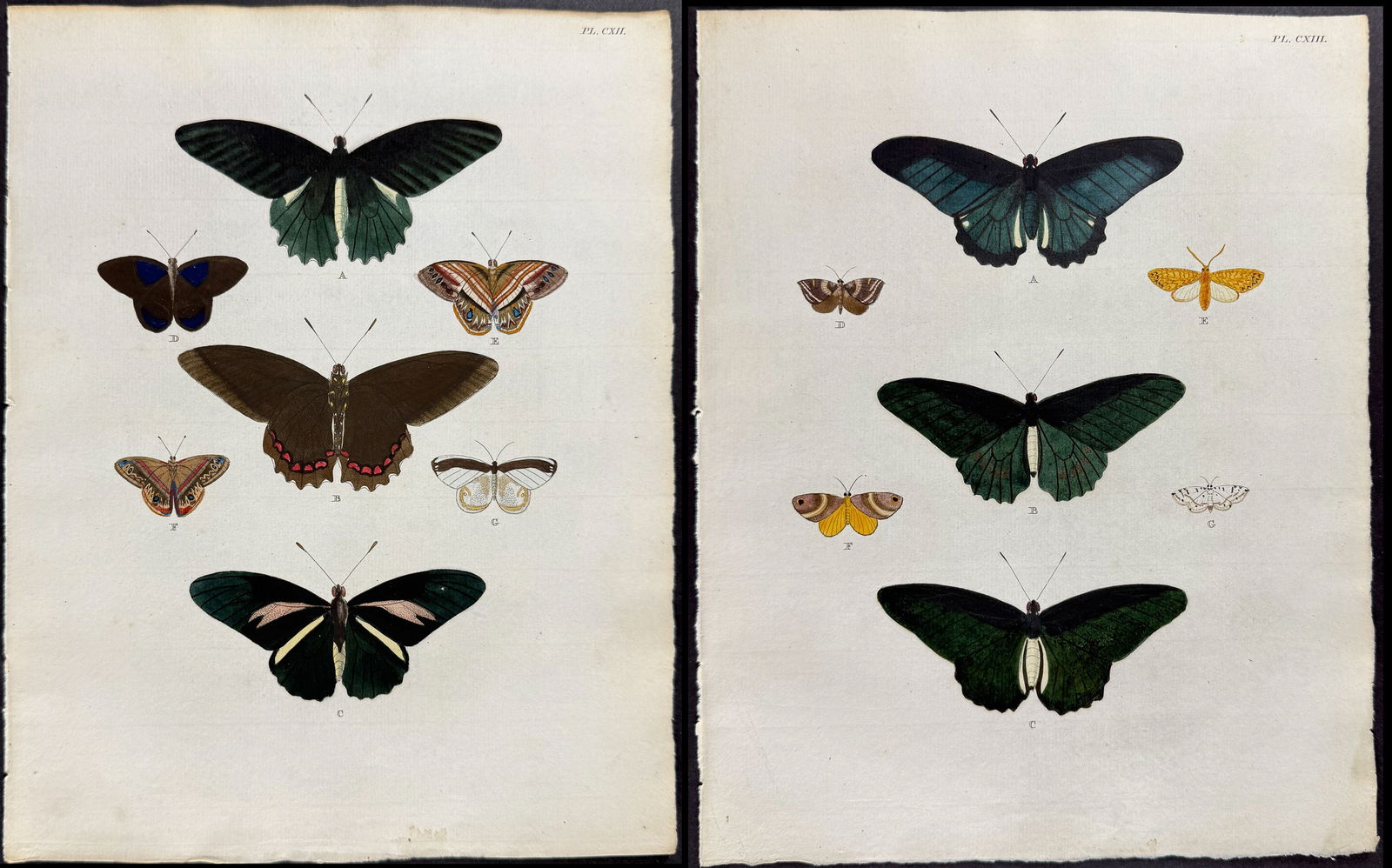 Cramer - Pair of Butterfly & Moth Engravings: This detailed, hand-colored engraving is from Pieter Cramer and Caspar Stoll?s De uitlandsche Kapellen voorkomende in de drie Waereld-Deelen... Papillons exotiques des trois parties du monde l?Asie,