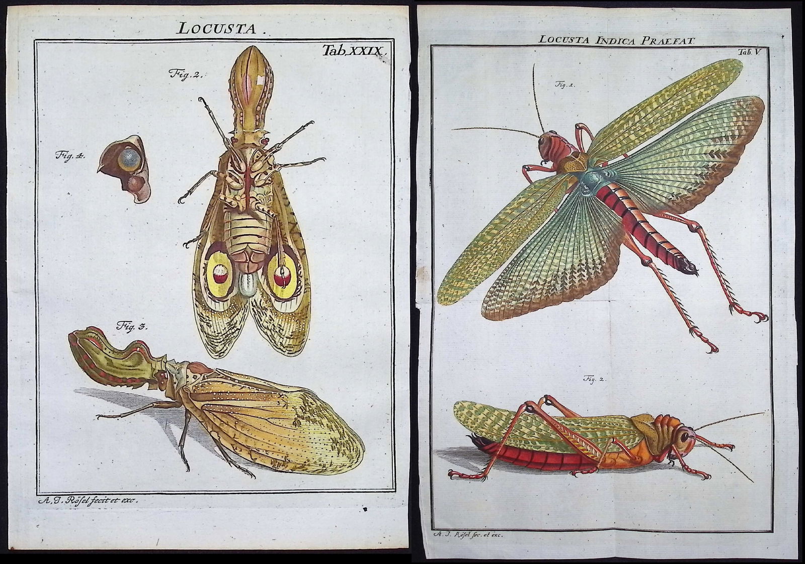 Roesel - 5 Entomology Engavings (Locust, Flea): This scientific entomology engraving is from A. J. Roesel (Rosel) von Rosenhof's Der monatlich-herausgegebenen Insecten-Belustigung. The work was published in Nuremberg between 1749 and 1761 by J. J.