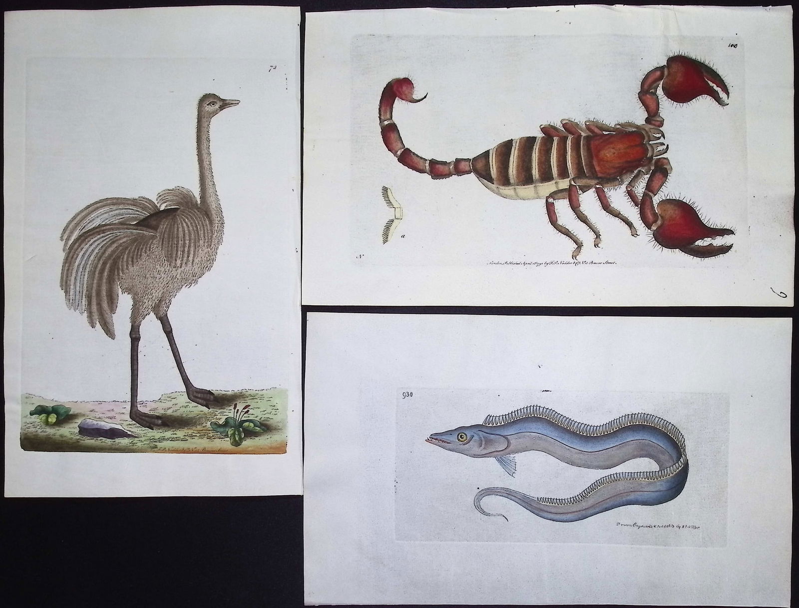 Shaw & Nodder, On Vellum - 15 Natural History Engravings: This rare engraving printed on vellum is from George Shaw & Frederick Nodder's The Naturalist's Miscellany. The work was published in London between 1789 and 1813. The engraving features beautiful,