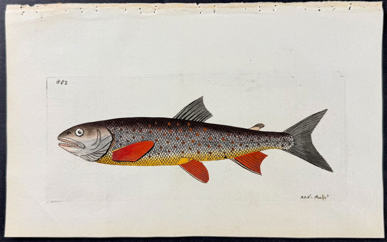 Shaw & Nodder - Salvelin Trout. 882: The Naturalist's Miscellany was a monumental 24-volume work, known for its wide range of birds, reptiles, insects, quadrupeds, sea life, and botanicals. These prints are highly sought after by