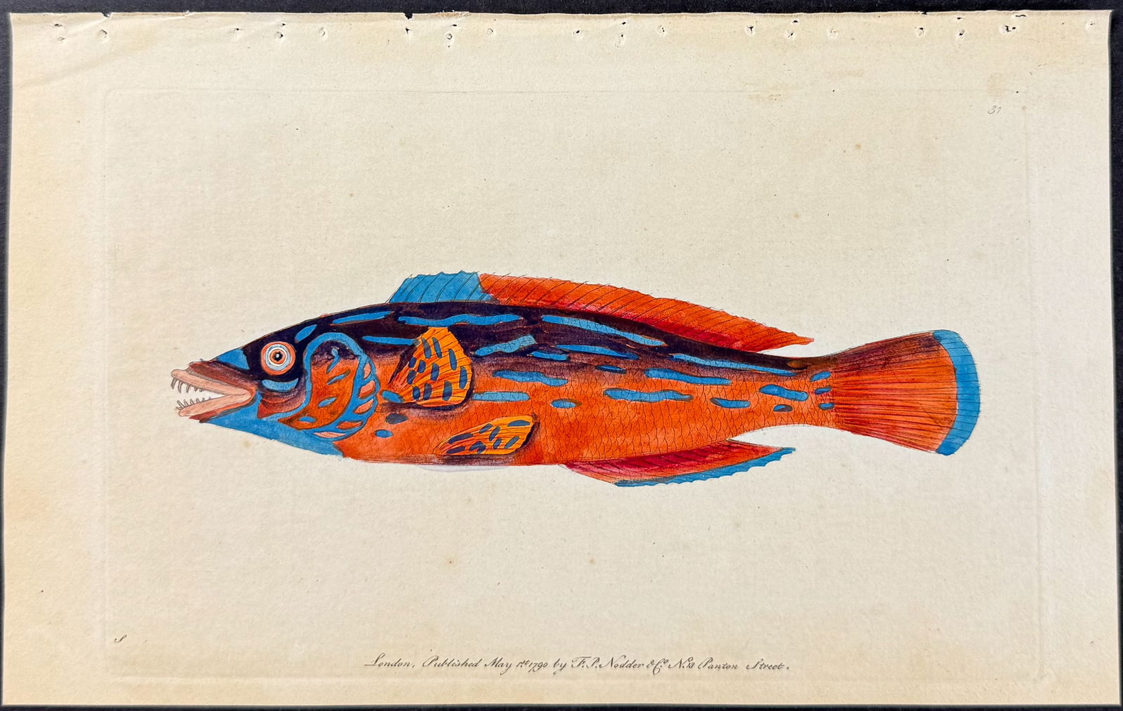 Shaw & Nodder - Fish, Sparus Formosus. 31: The Naturalist's Miscellany was a monumental 24-volume work, known for its wide range of birds, reptiles, insects, quadrupeds, sea life, and botanicals. These prints are highly sought after by