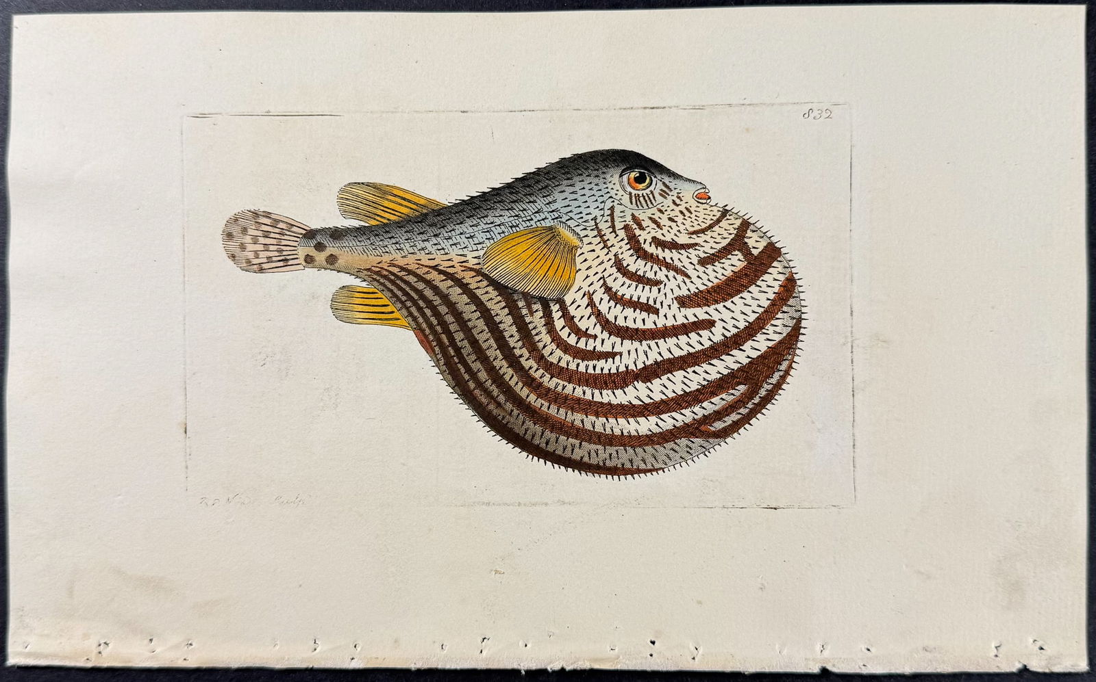 Shaw & Nodder - Lineated Tetrodon or Blowfish. 832: The Naturalist's Miscellany was a monumental 24-volume work, known for its wide range of birds, reptiles, insects, quadrupeds, sea life, and botanicals. These prints are highly sought after by