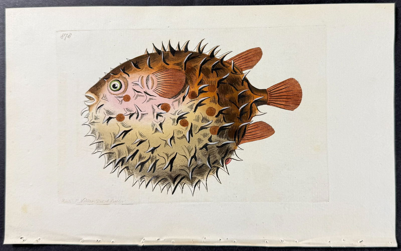 Shaw & Nodder - Orbicular Diodon or Blowfish. 878: The Naturalist's Miscellany was a monumental 24-volume work, known for its wide range of birds, reptiles, insects, quadrupeds, sea life, and botanicals. These prints are highly sought after by