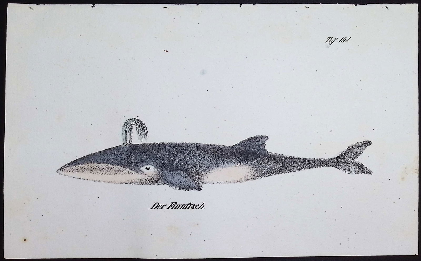 Reichenbach - Whale. 141: This lovely natural history lithograph is Anton Benedict Reichenbach's Die Naturgeschichte in getreuen Abbildungen mit Detailer Beschreibung derselben. The work was published between 1831 and 1840