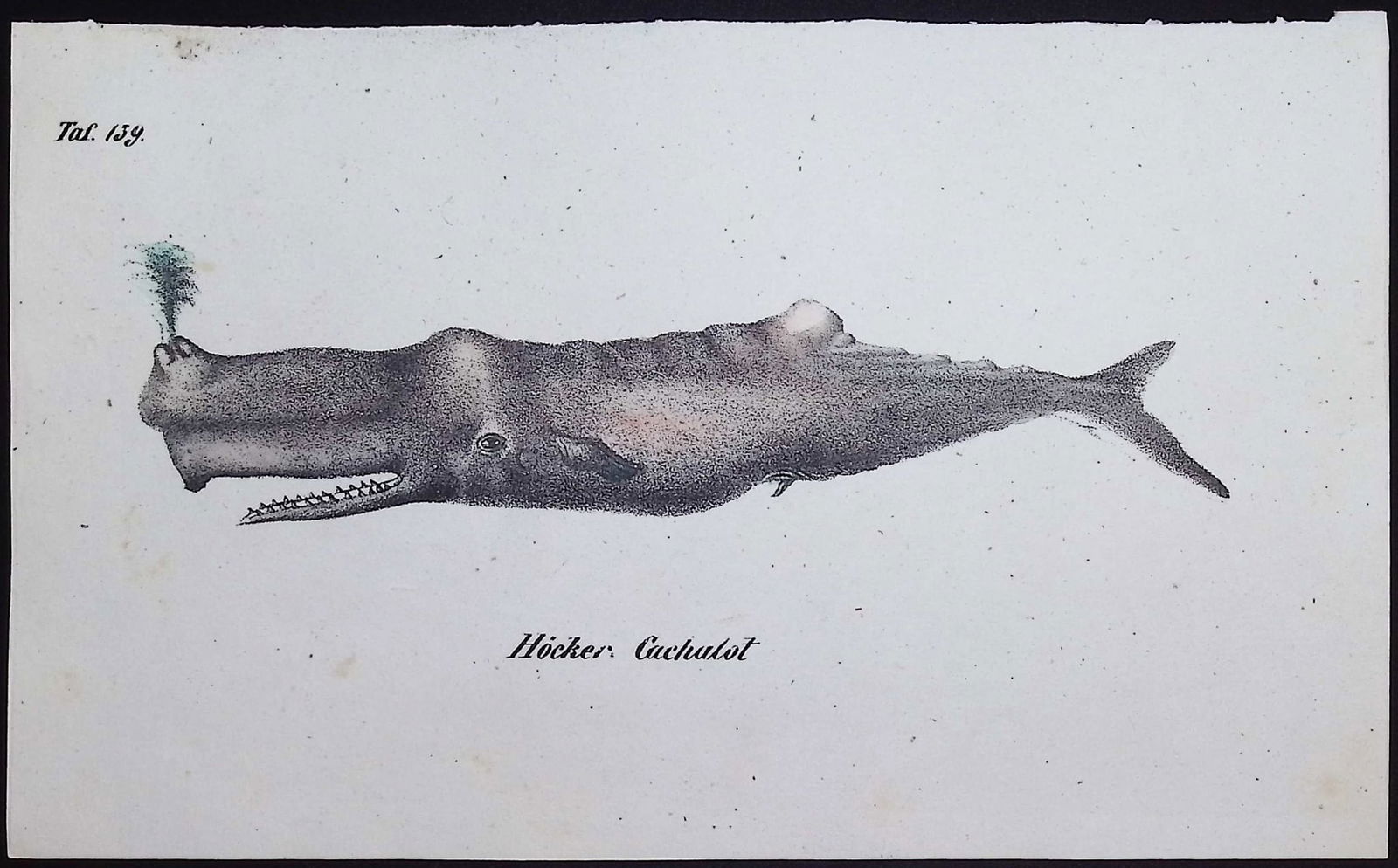 Reichenbach - Whale. 139: This lovely natural history lithograph is Anton Benedict Reichenbach's Die Naturgeschichte in getreuen Abbildungen mit Detailer Beschreibung derselben. The work was published between 1831 and 1840